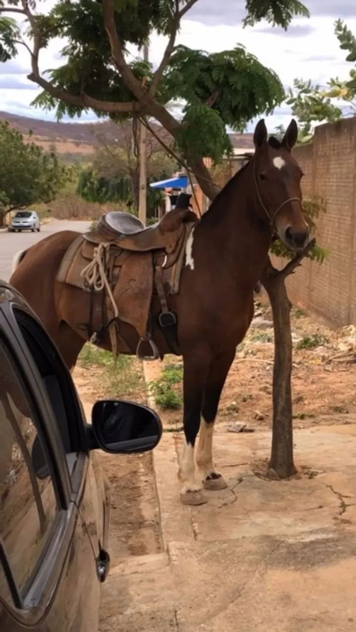 Égua Pampa Mangalarga Marchador boa de sela