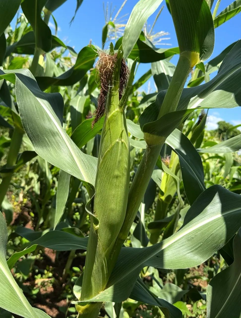 Venda de espiga de milho 
