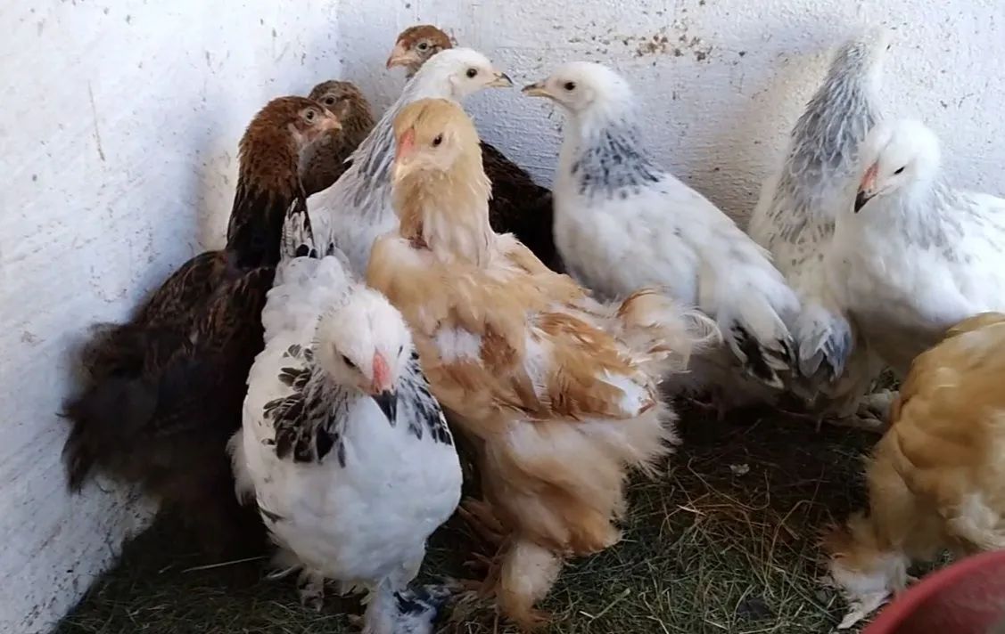 Lote de frangos Brahmas, raça pura - Foto 2