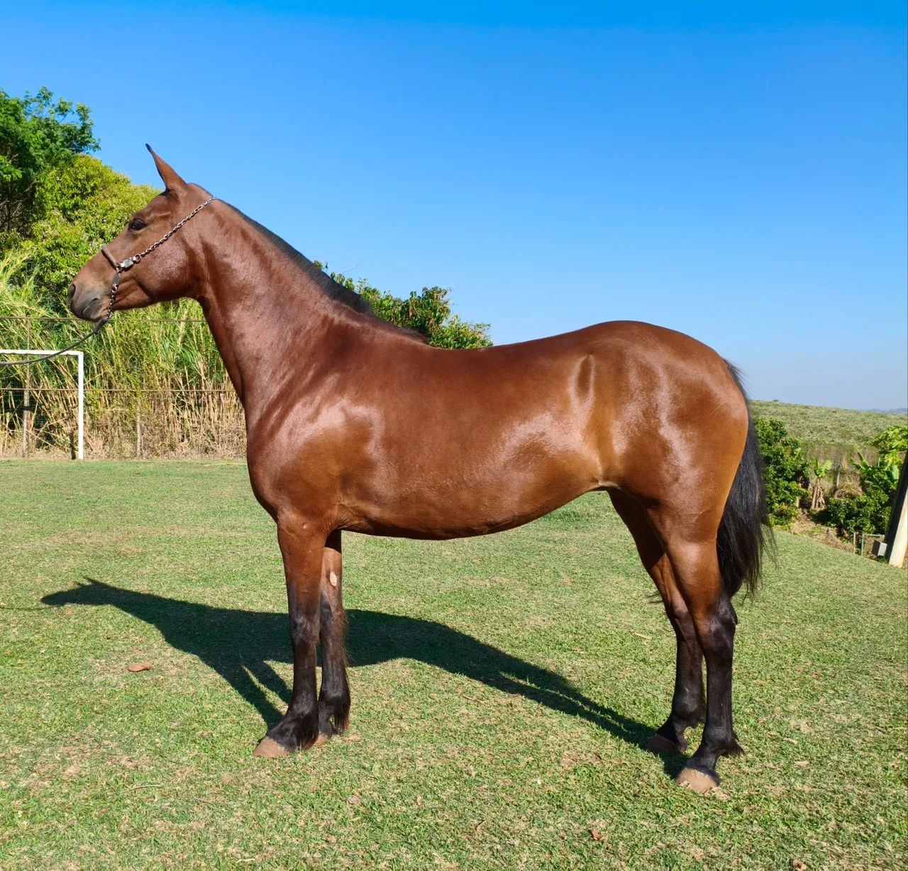 Égua Marcha Picada  Mangalarga Marchador  - Foto 2