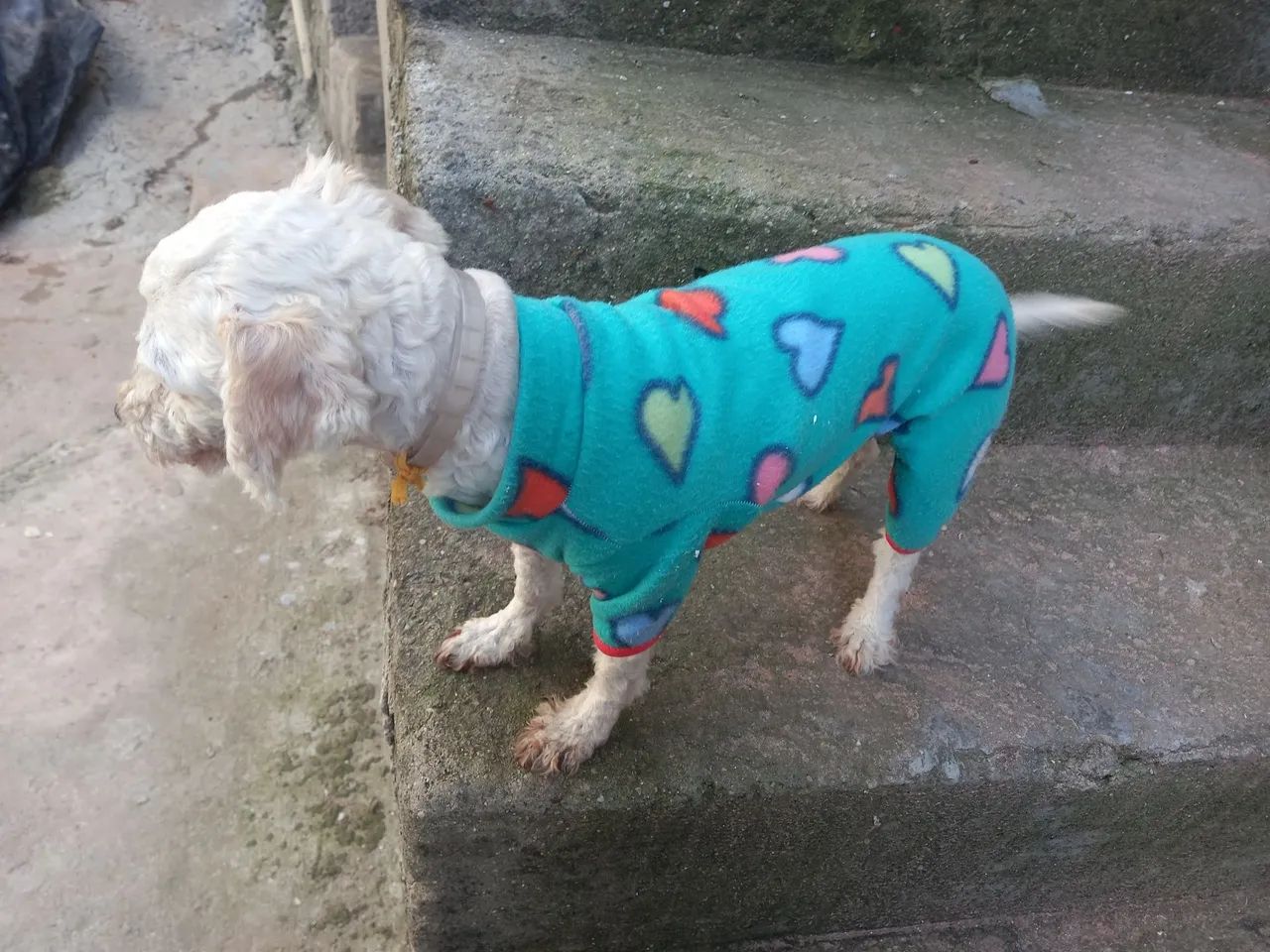 Kit 2 Macacão Pet, roupa Pijama pet de frio para cães - Foto 2