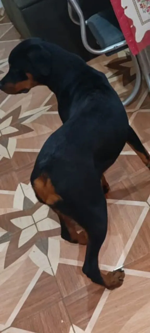 Rottweiler para venda. Linda