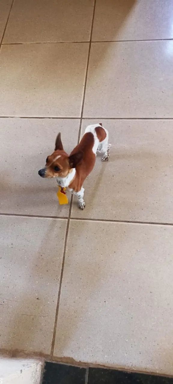 Pinscher macho  - Foto 3