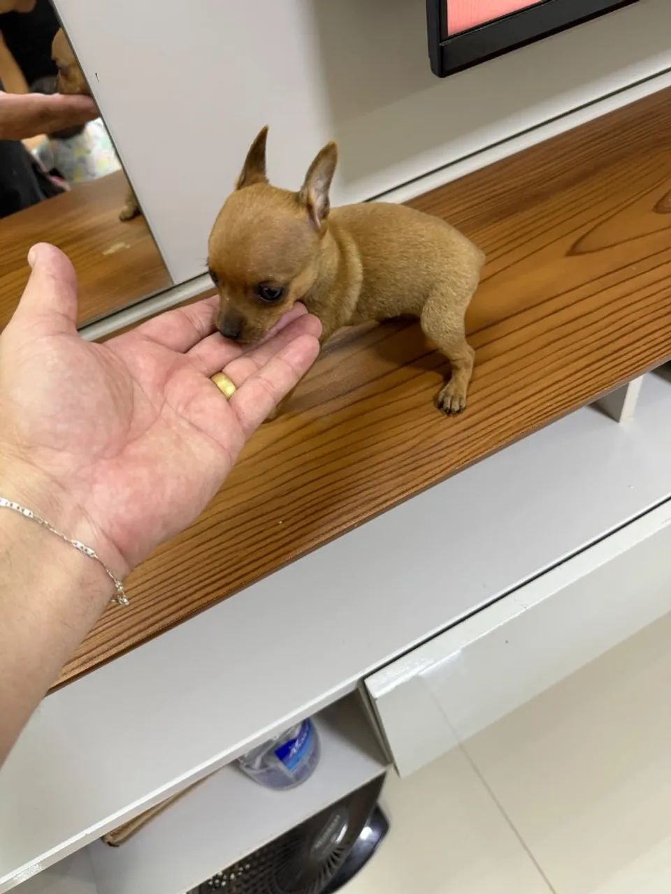 Pinscher macho  - Foto 2