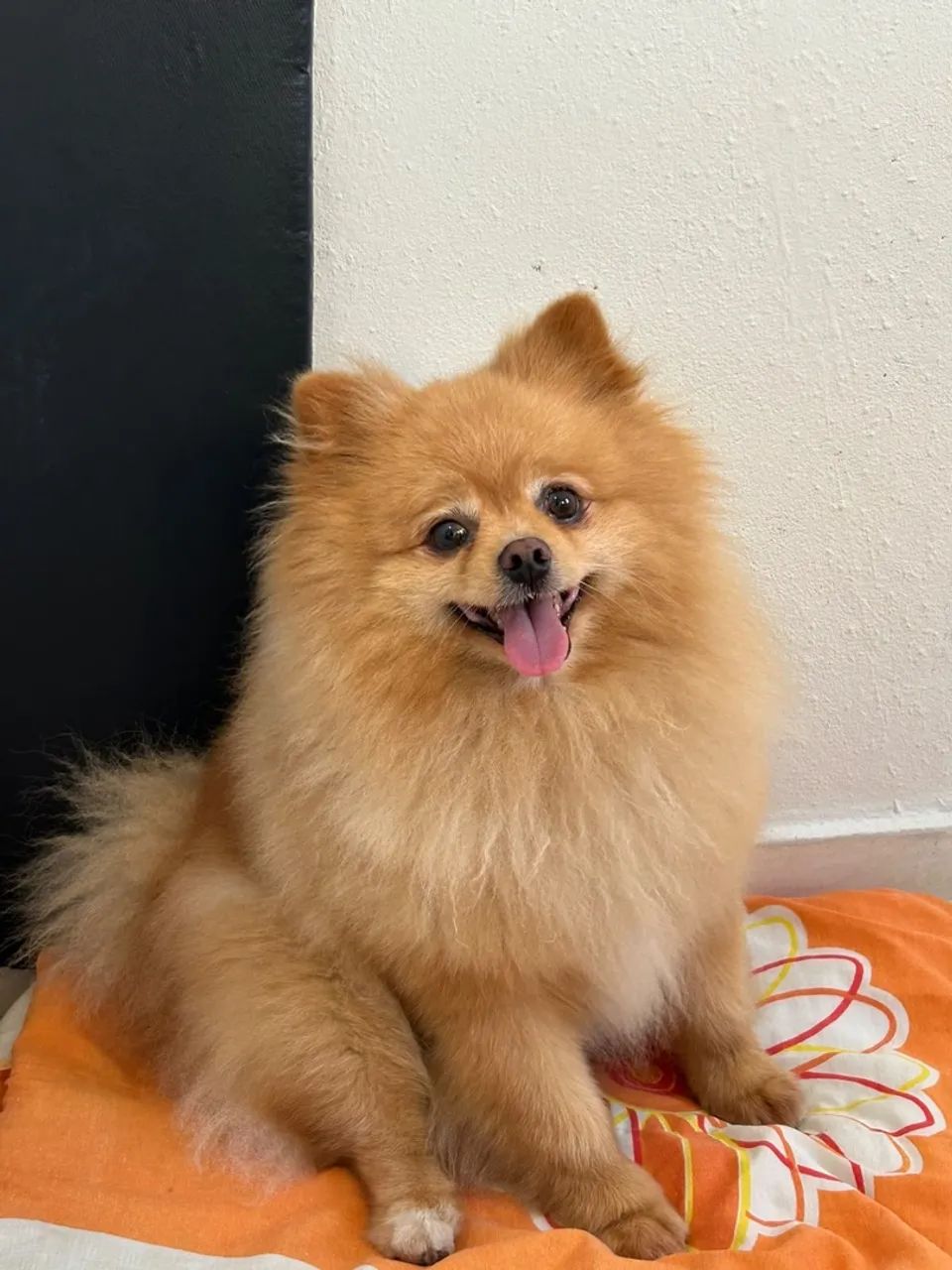 Spitz Alemão  - Foto 2