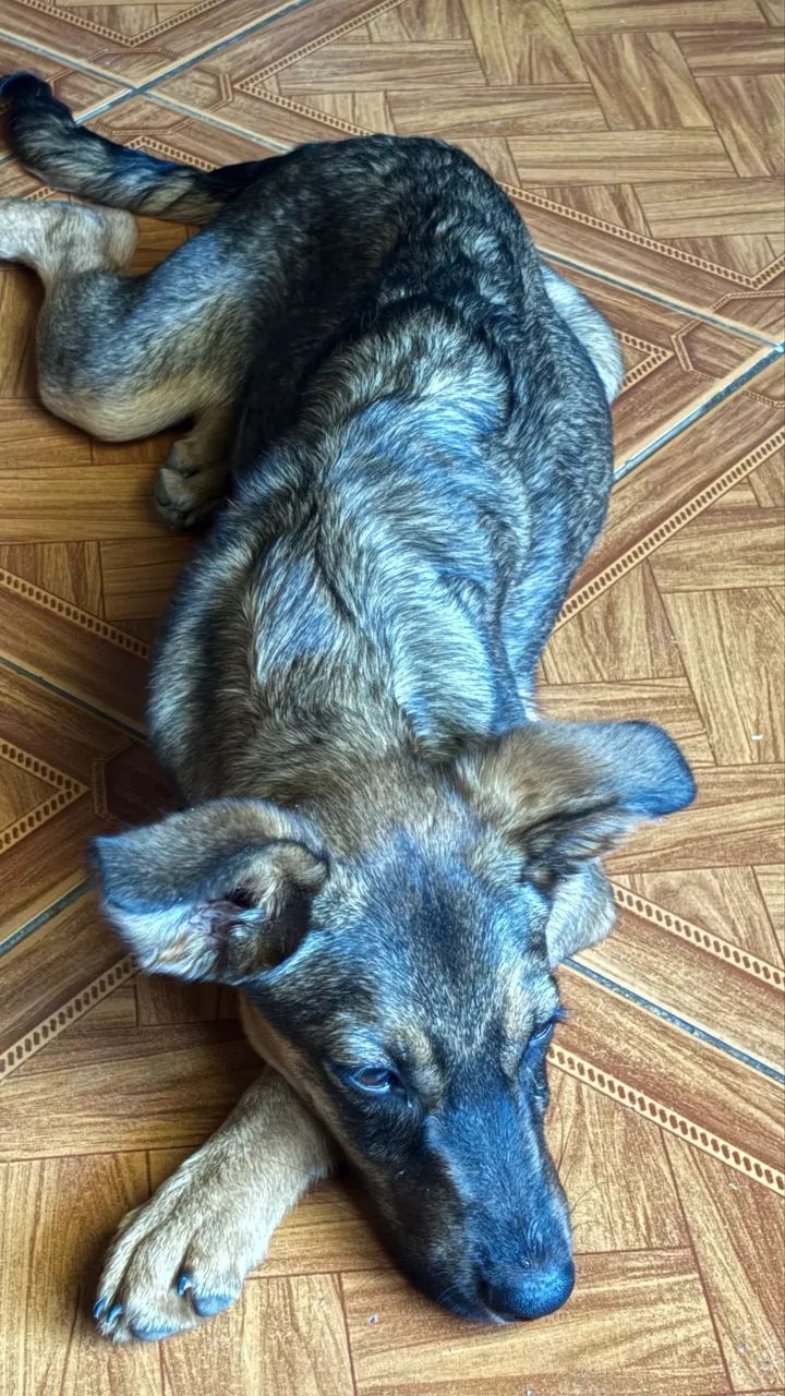 Doação de cachorro - Foto 4