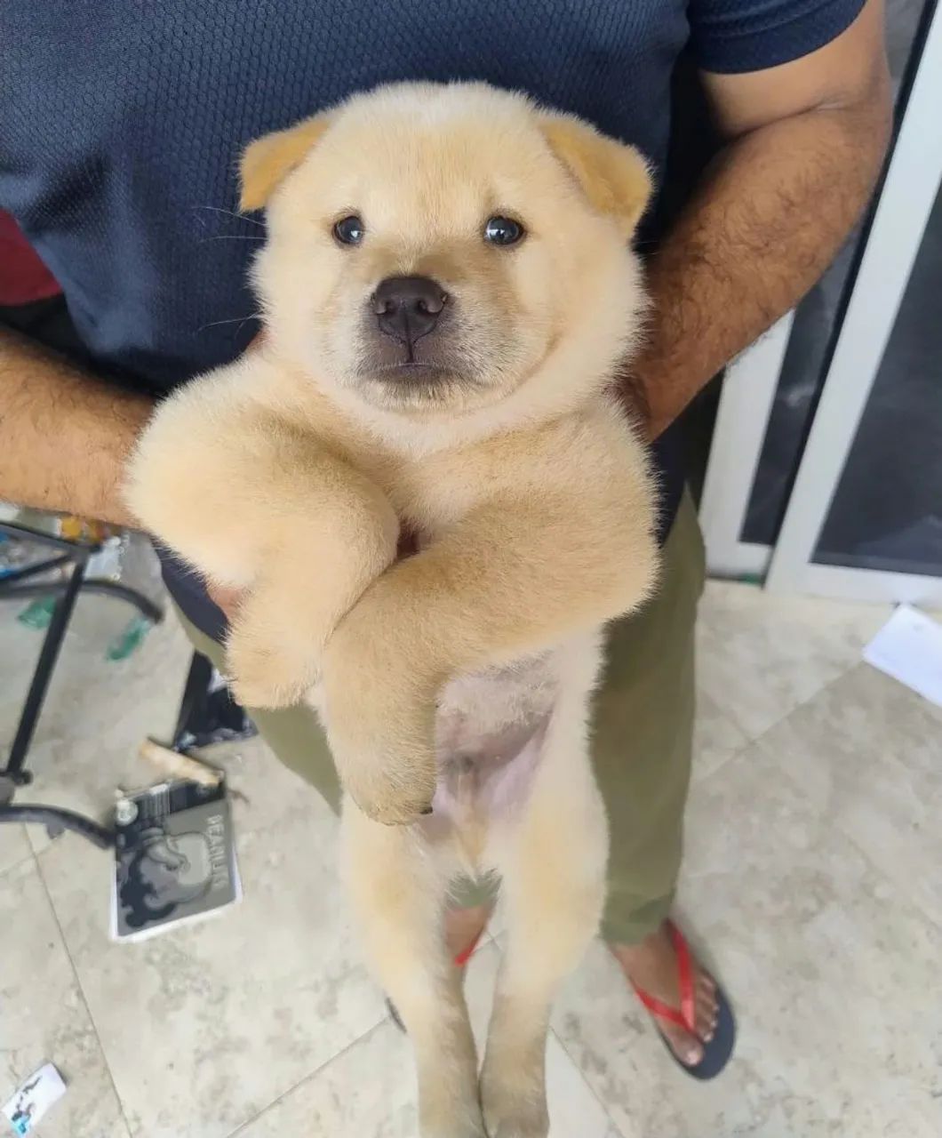 Chow Chow macho puro