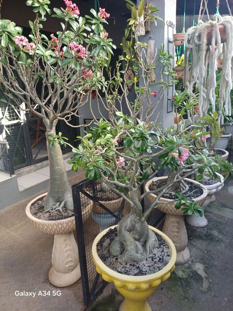 Rosas do Deserto 
