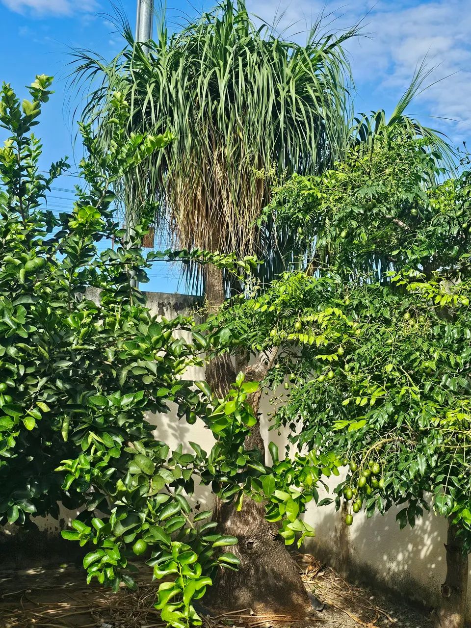 PALMEIRAS  Jardinagem LEIA O ANÚNCIO  - Foto 4
