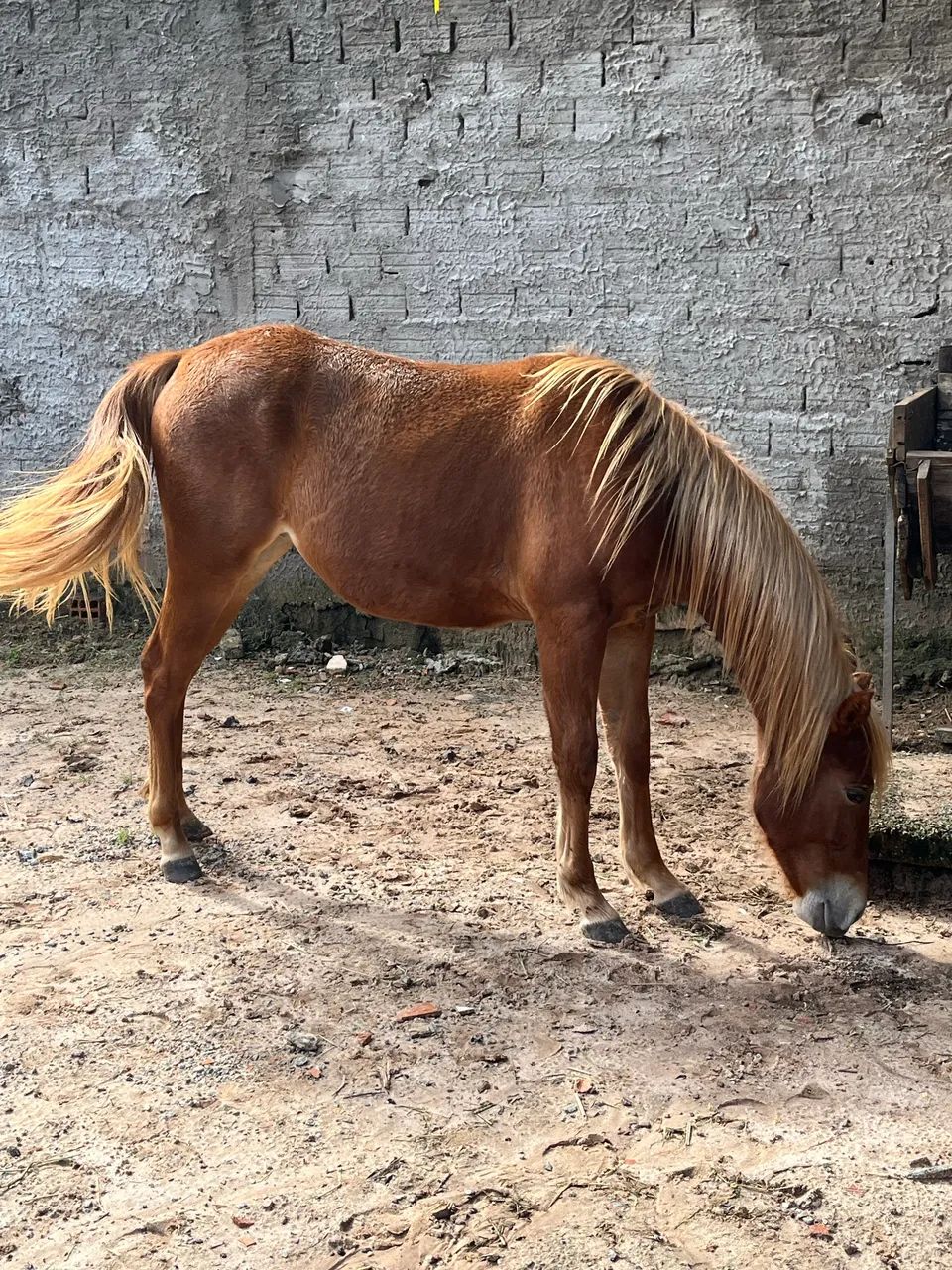 Potra,1 ano  - Foto 2