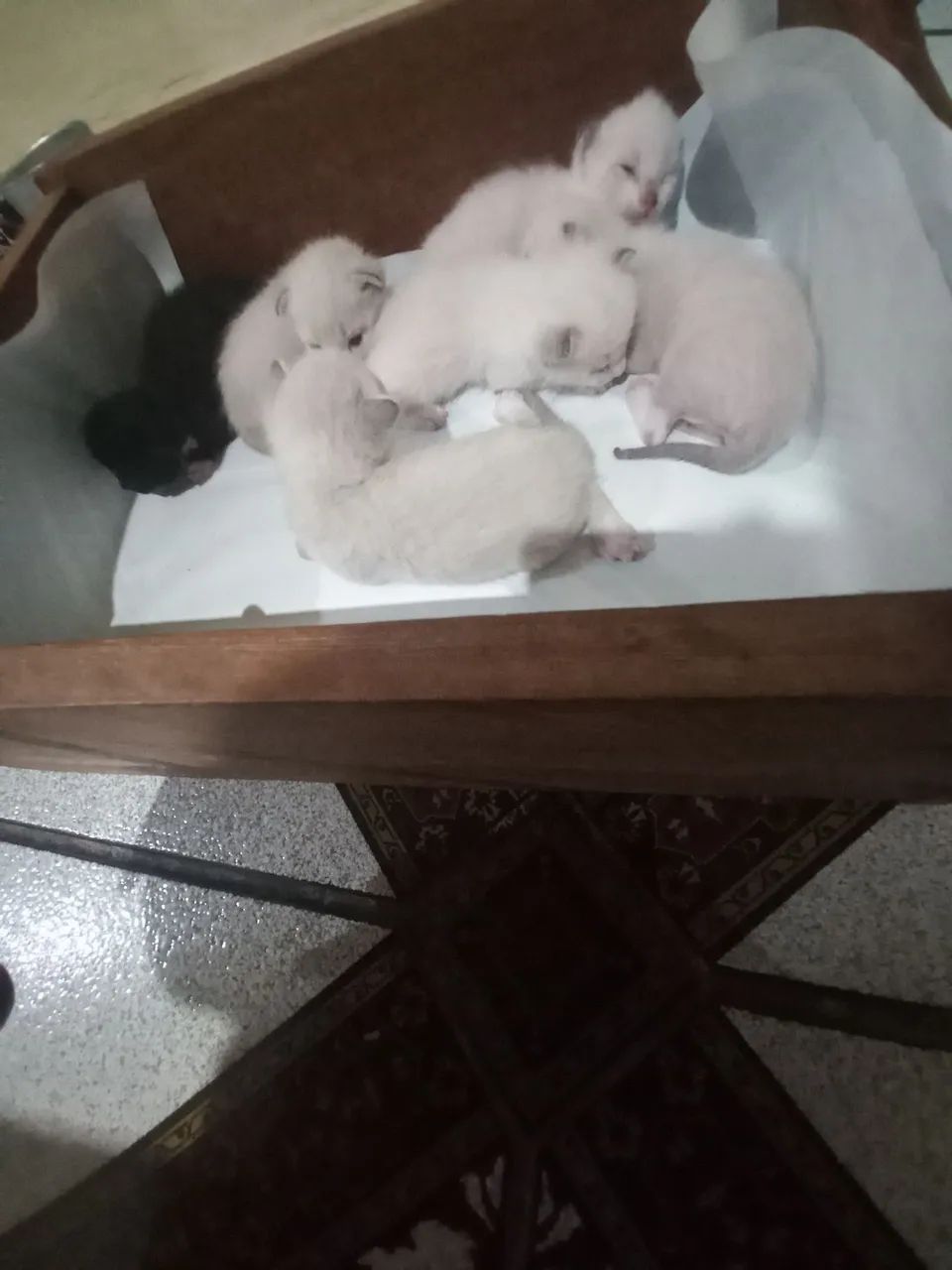 Doa-se gatinhos  - Foto 2