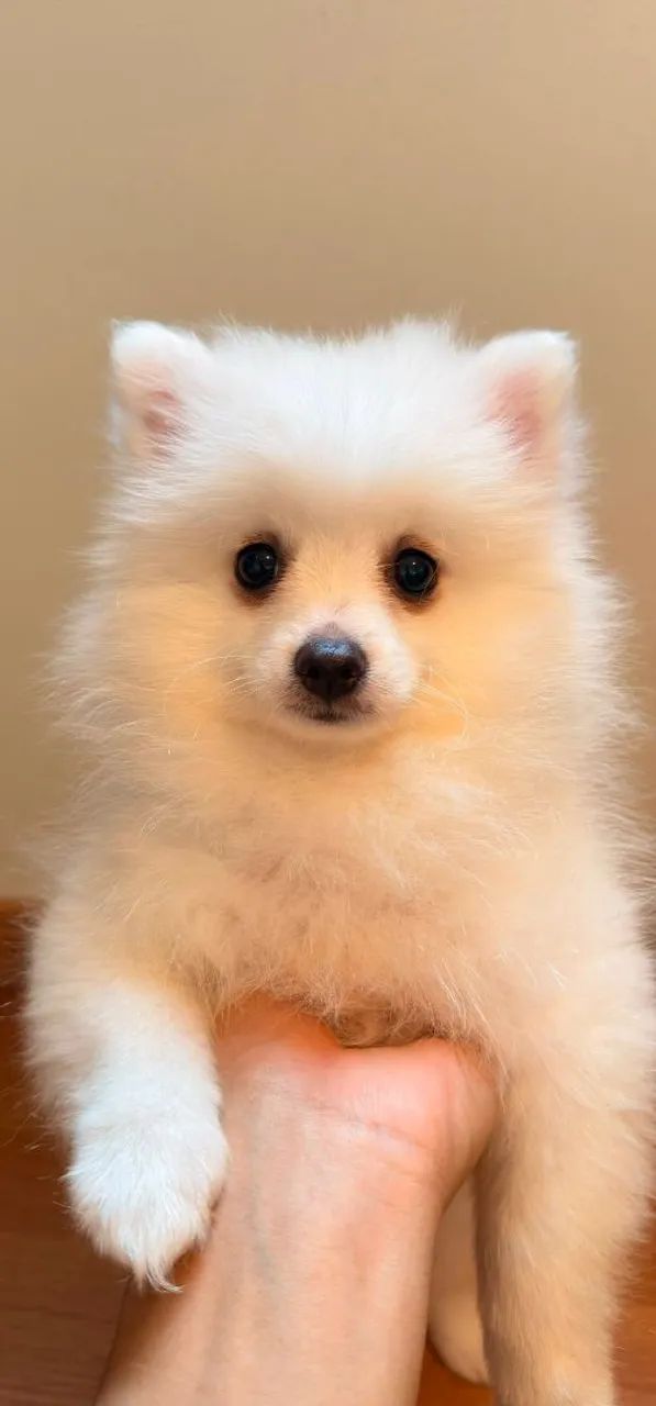 SPITZ ALEMÃO  - Foto 2