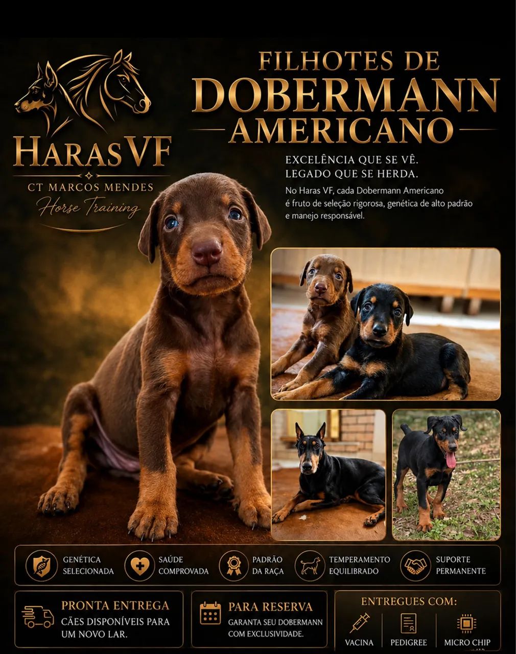 Filhotes de Doberman Americano 