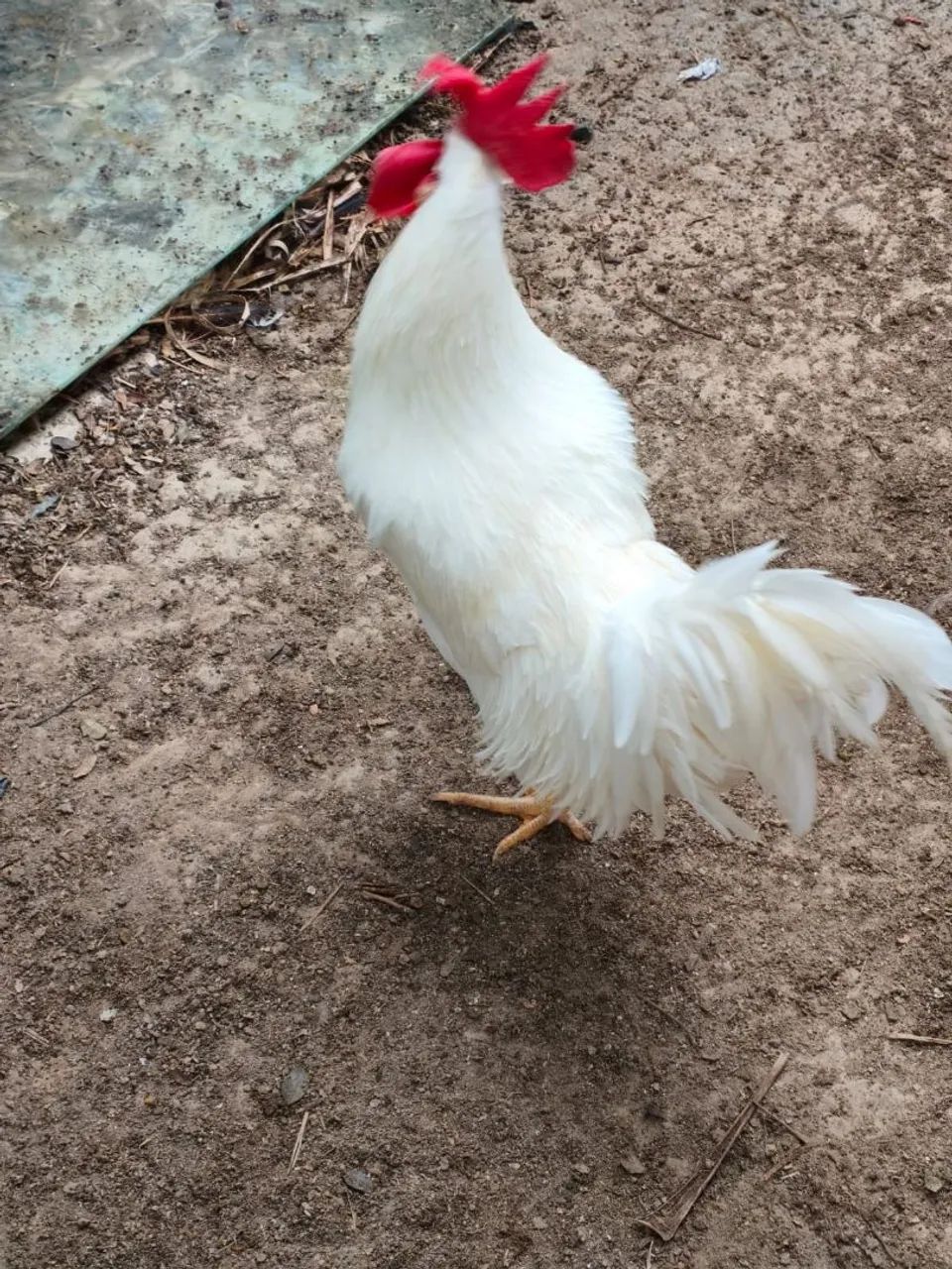 Vendo frango e franguinhos - Foto 3