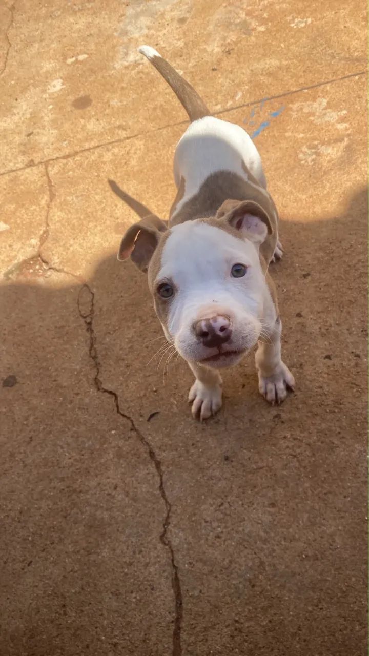 Cachorro  - Foto 3