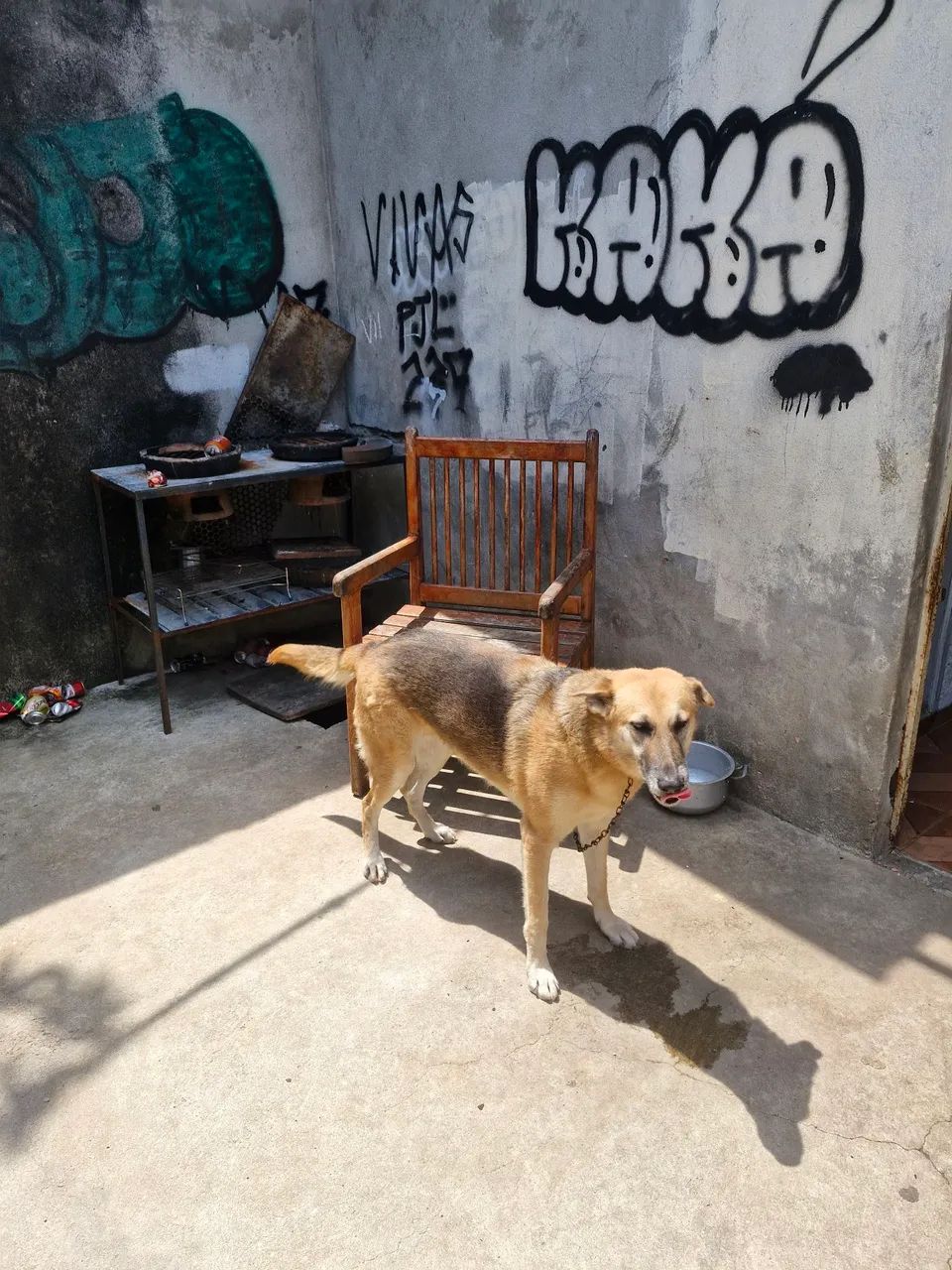 Doação Responsável  - Foto 3