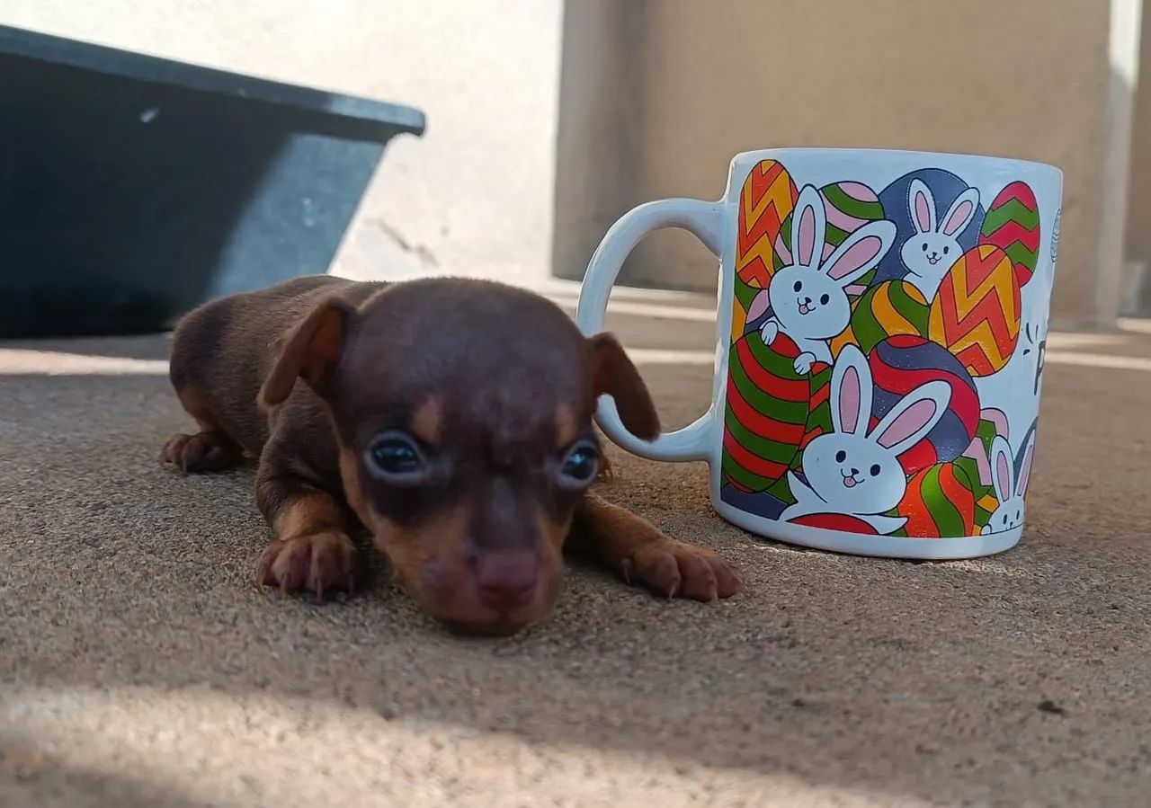 Pincher 0 - Foto 3