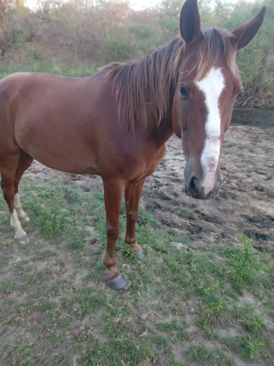 Cavalos ? ? ? na promoção  - Foto 5
