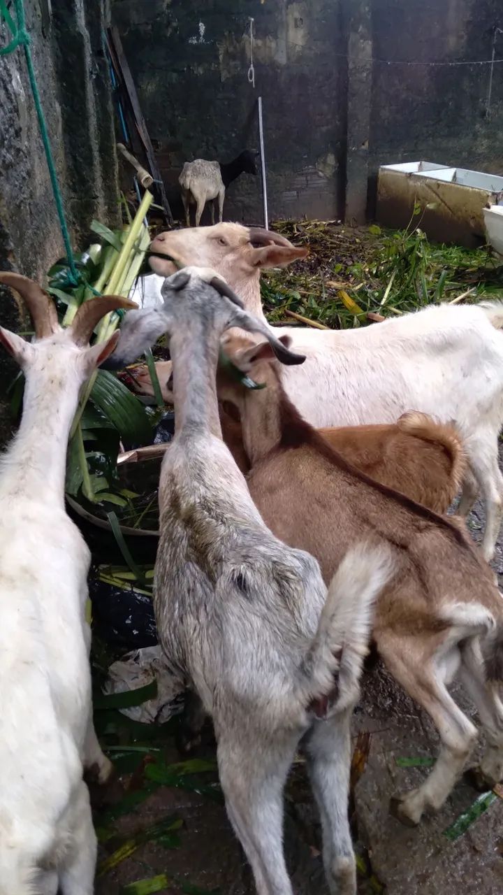 Animais a venda - Foto 3