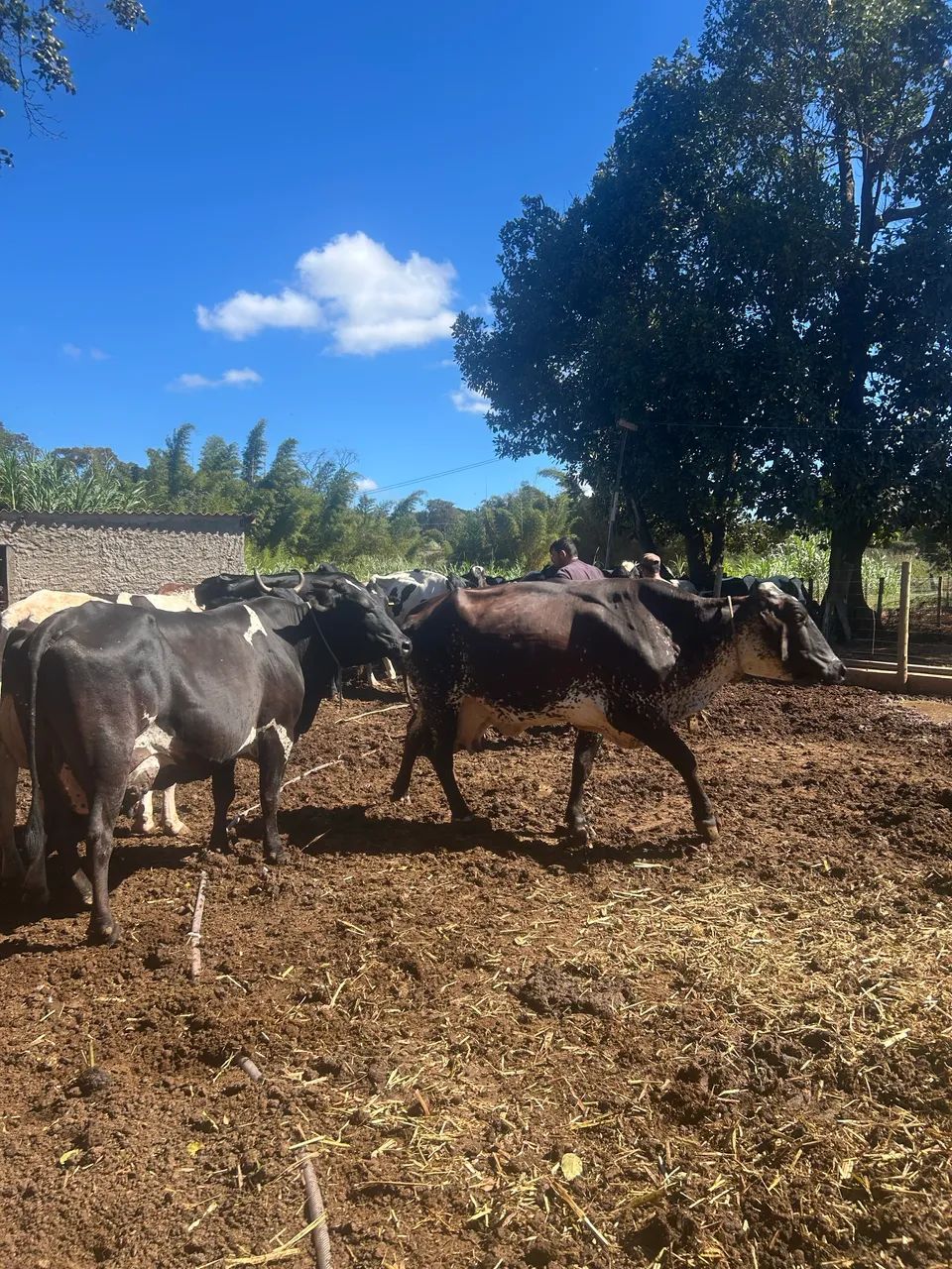 Vacas - Foto 2