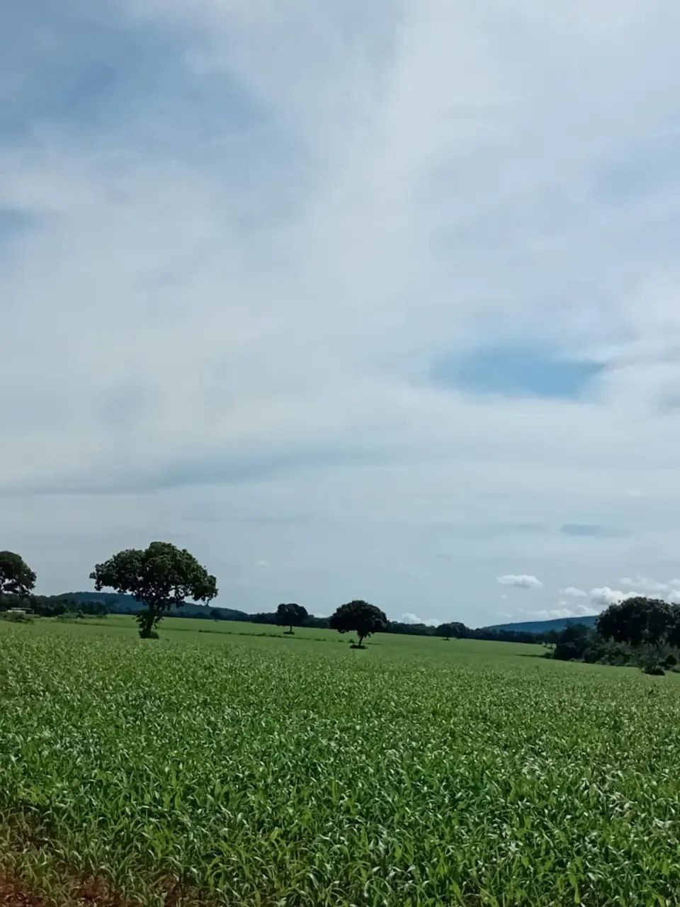 Fazenda a venda, Oportunidade em Talismã- To - Foto 3