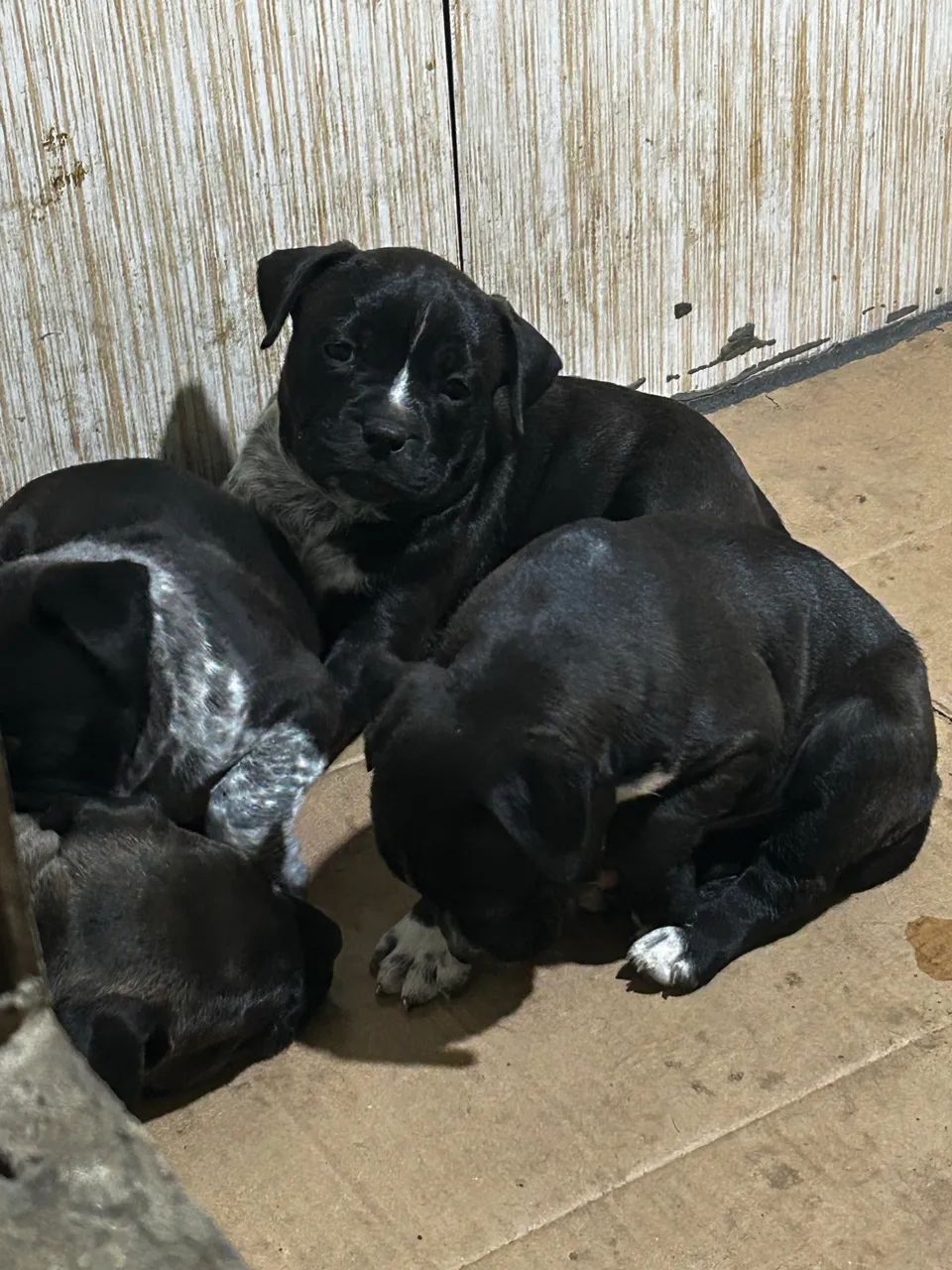 American Bully