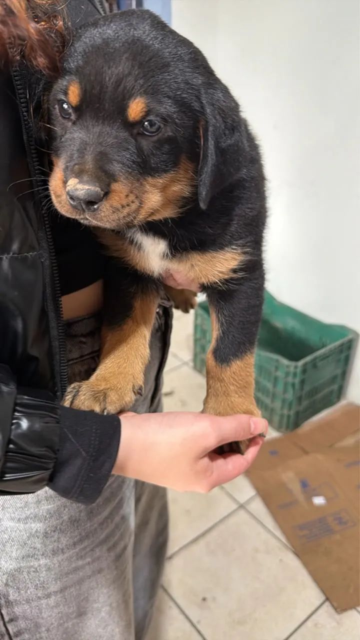 Cachorro rotweiller - Foto 2