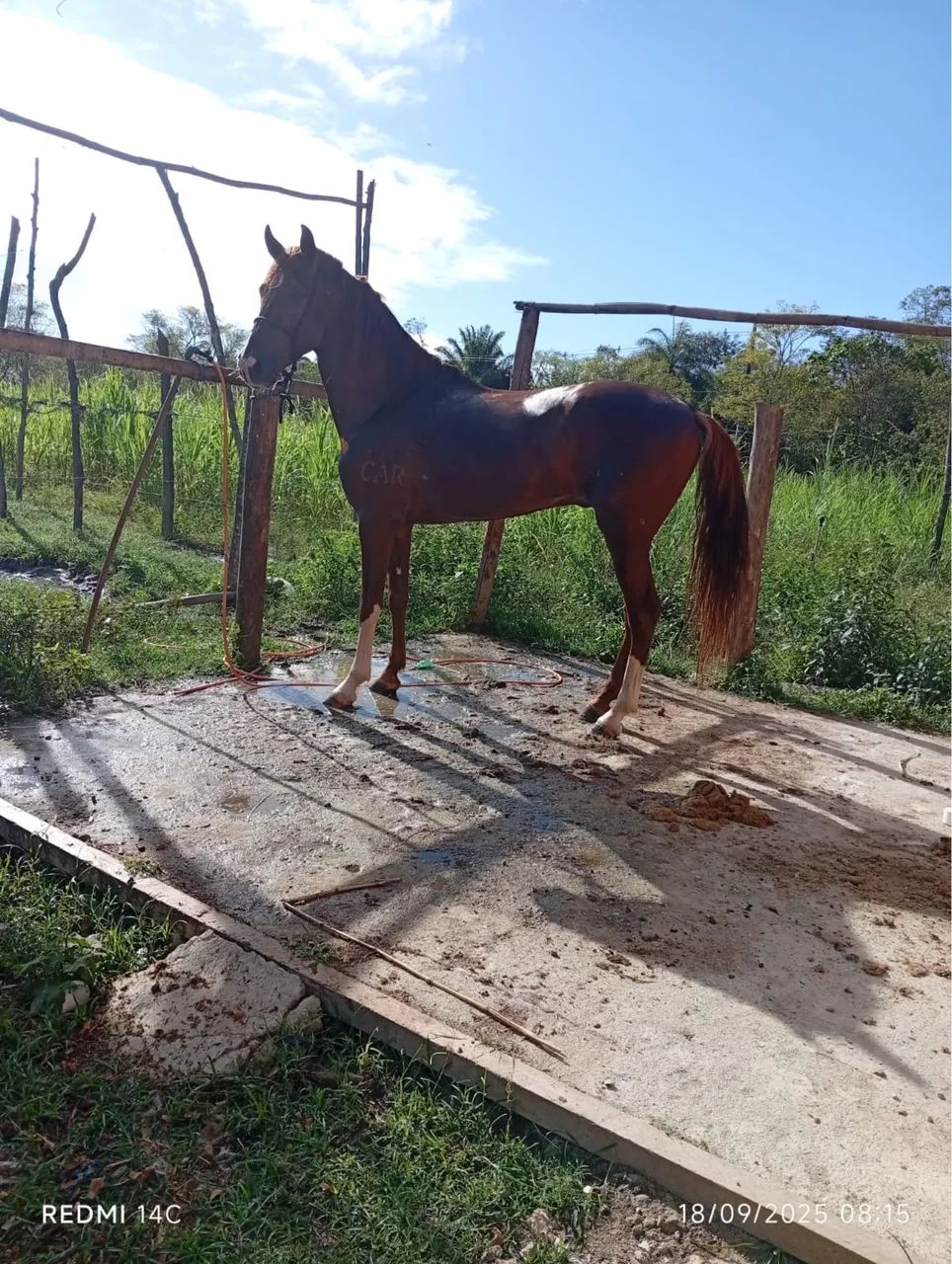 Cavalo marcha batida Lindo máquina  - Foto 2