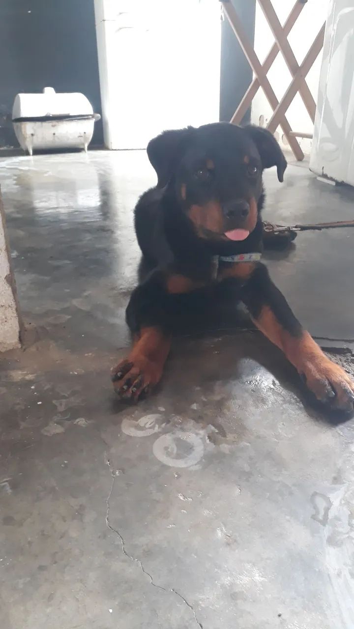 Cachorro rotivale 