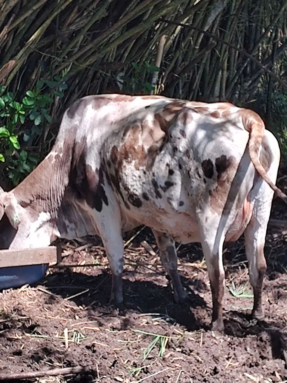 Gado a venda  - Foto 3