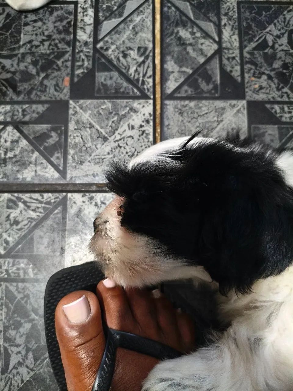 Cachorro chitzu  - Foto 2