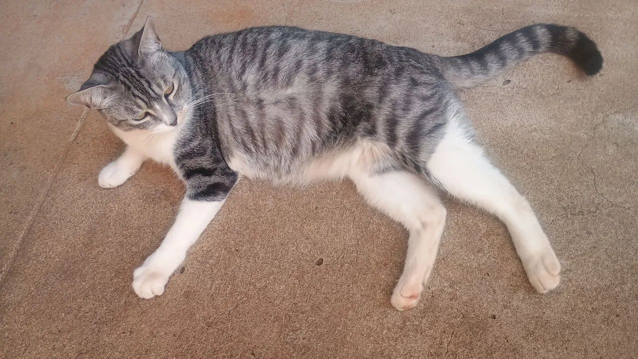 Doa-se gato macho 