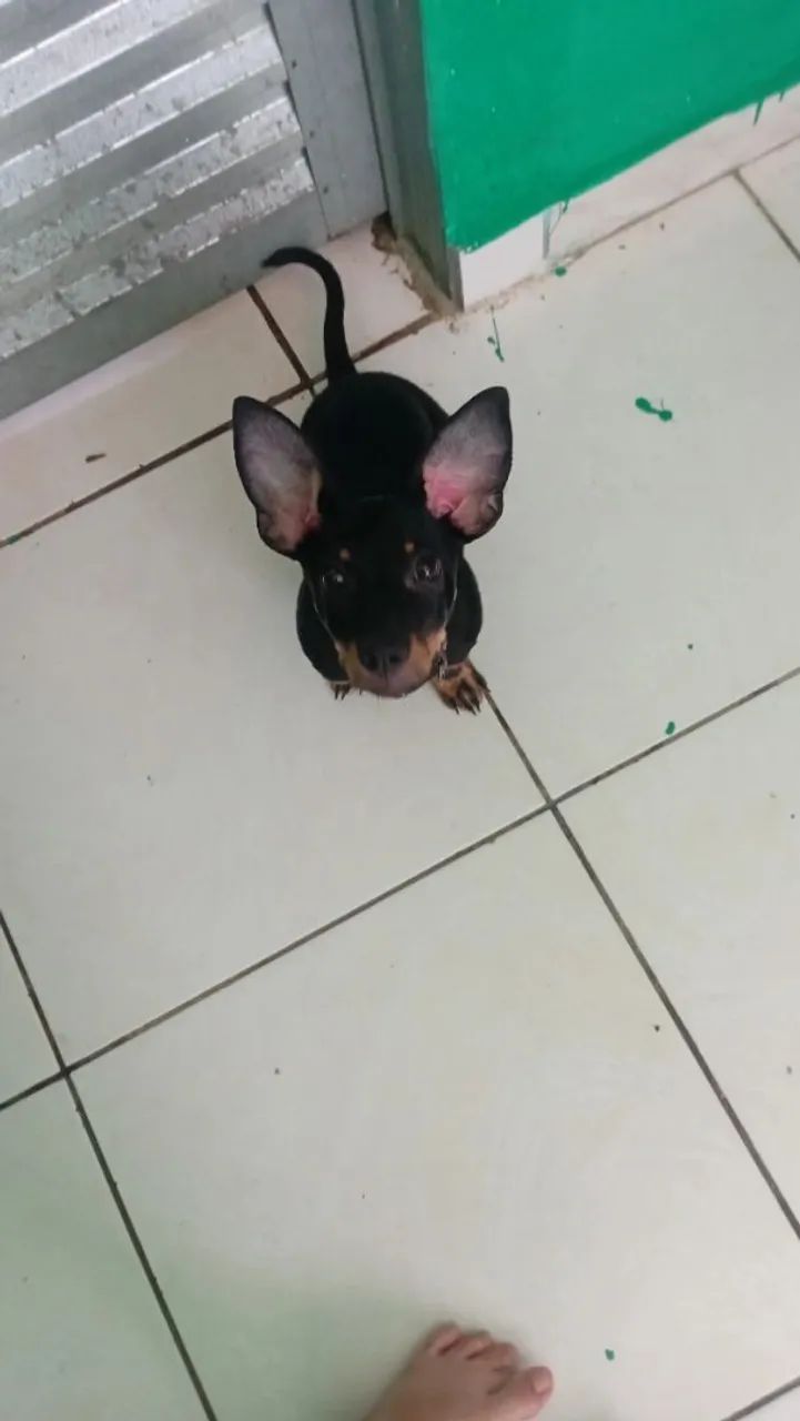 Cachorro 