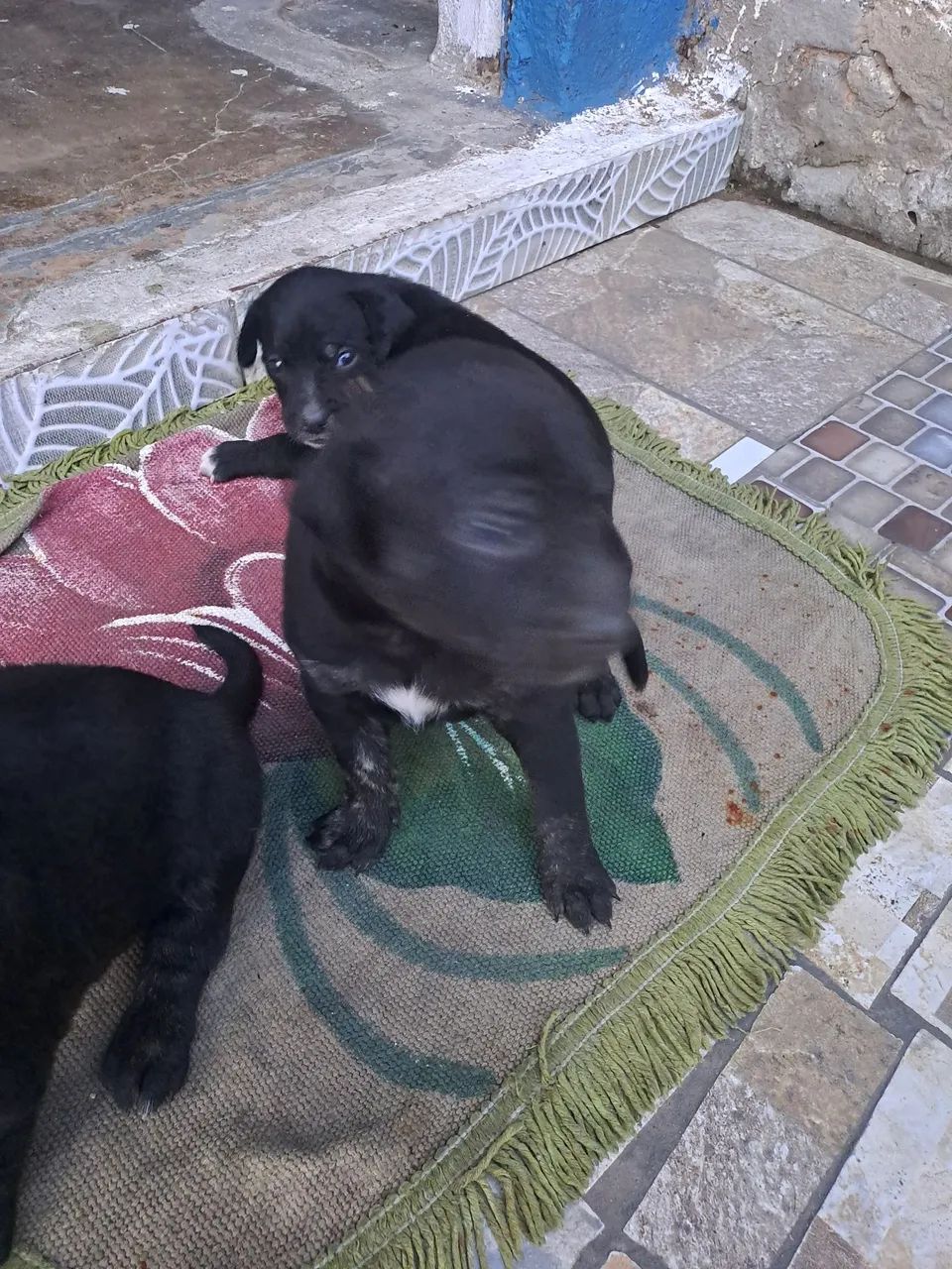 Doação Lindos filhotes misto pai labrador  - Foto 4