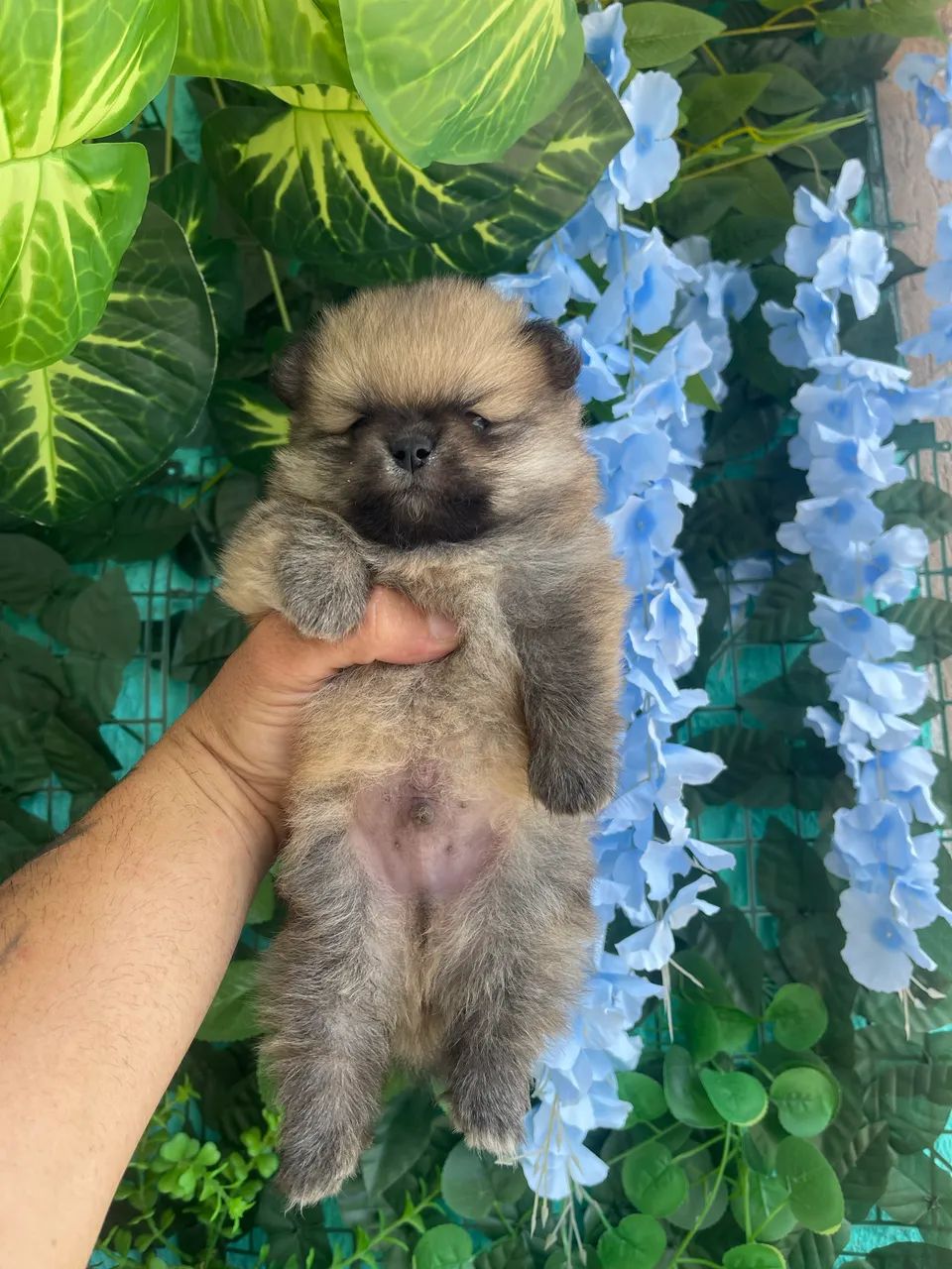 Spitz Alemão - Lulu da Pomerania - 12 x  - Foto 5