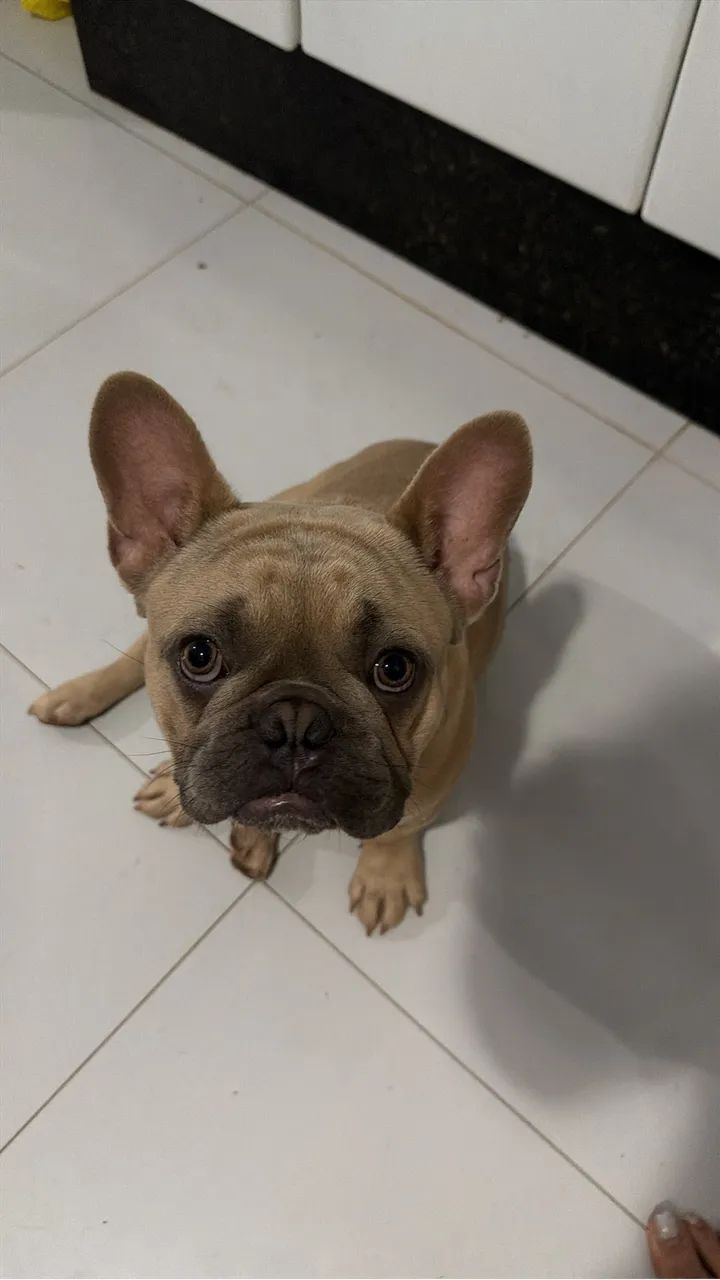 BULLDOG FRANCÊS  - Foto 5