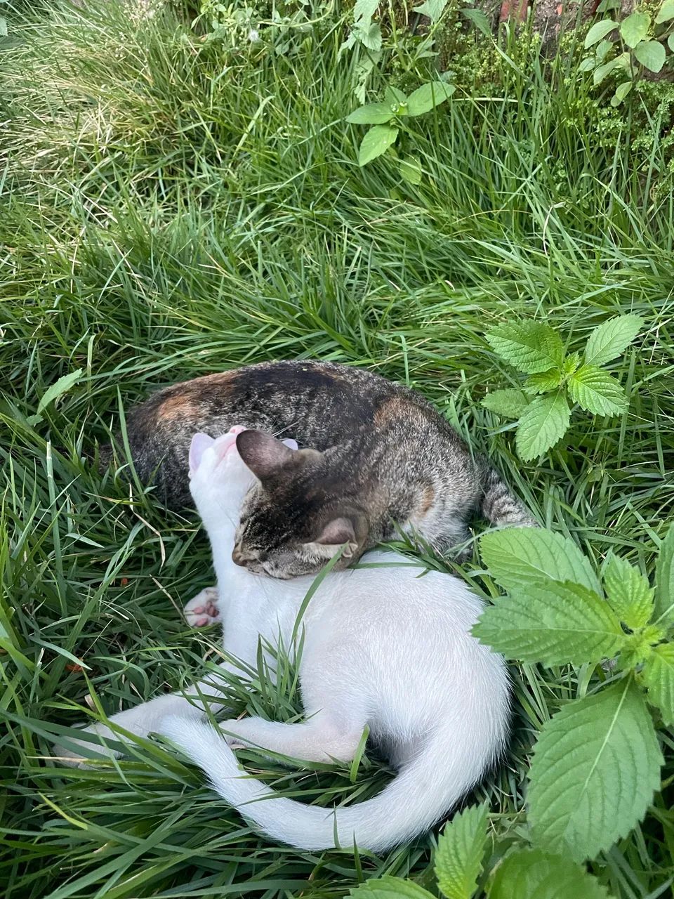 Doção de gatinhas com castração garantida  - Foto 5