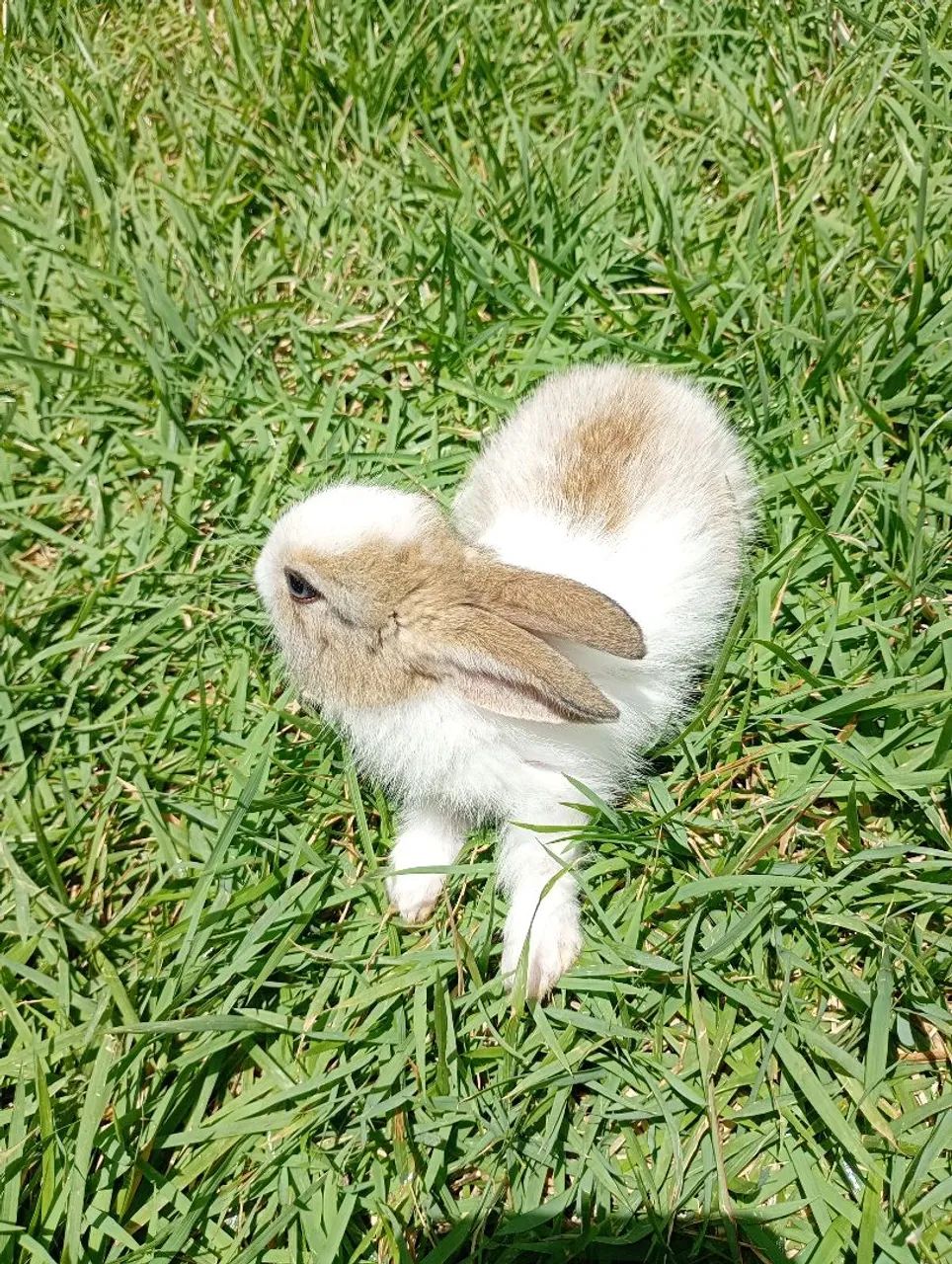 Coelho  - Foto 2