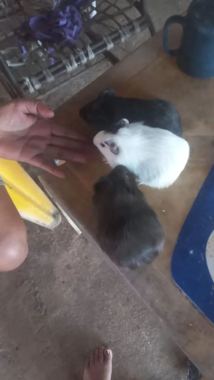 Porquinho da índia  - Foto 4