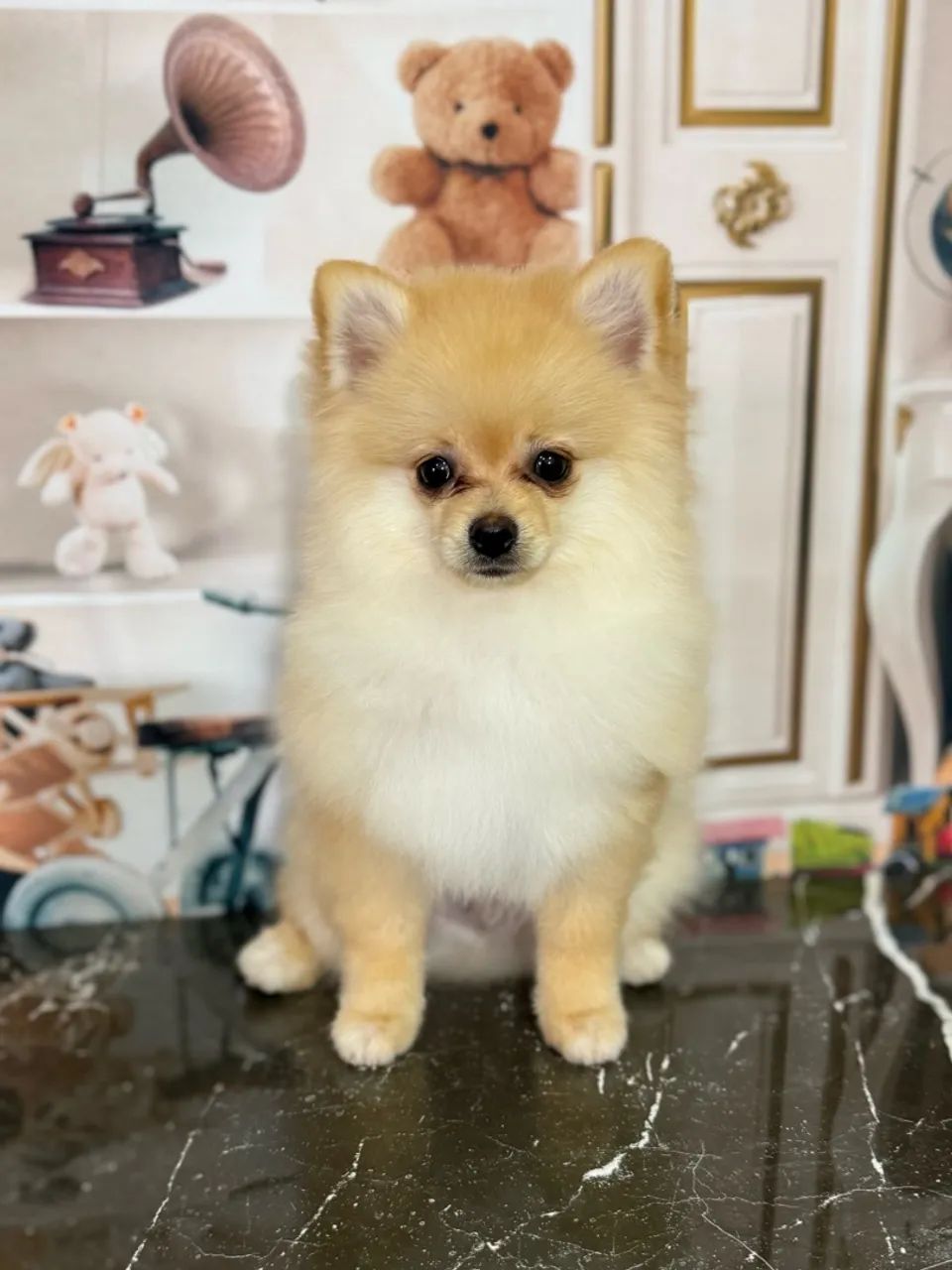 Spitz Alemão 