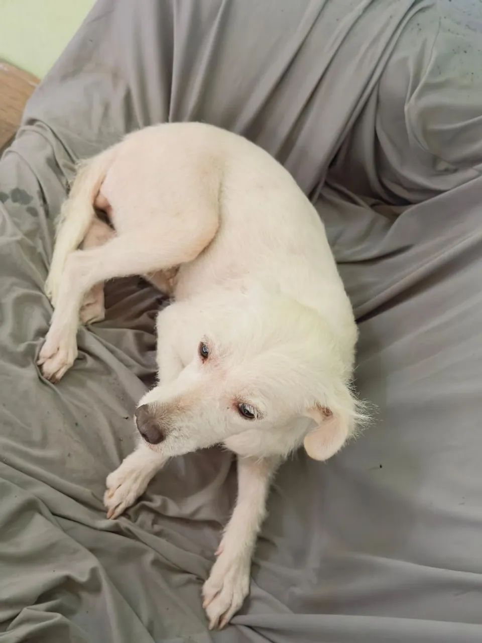 Cachorra abandonada gravida - Foto 3