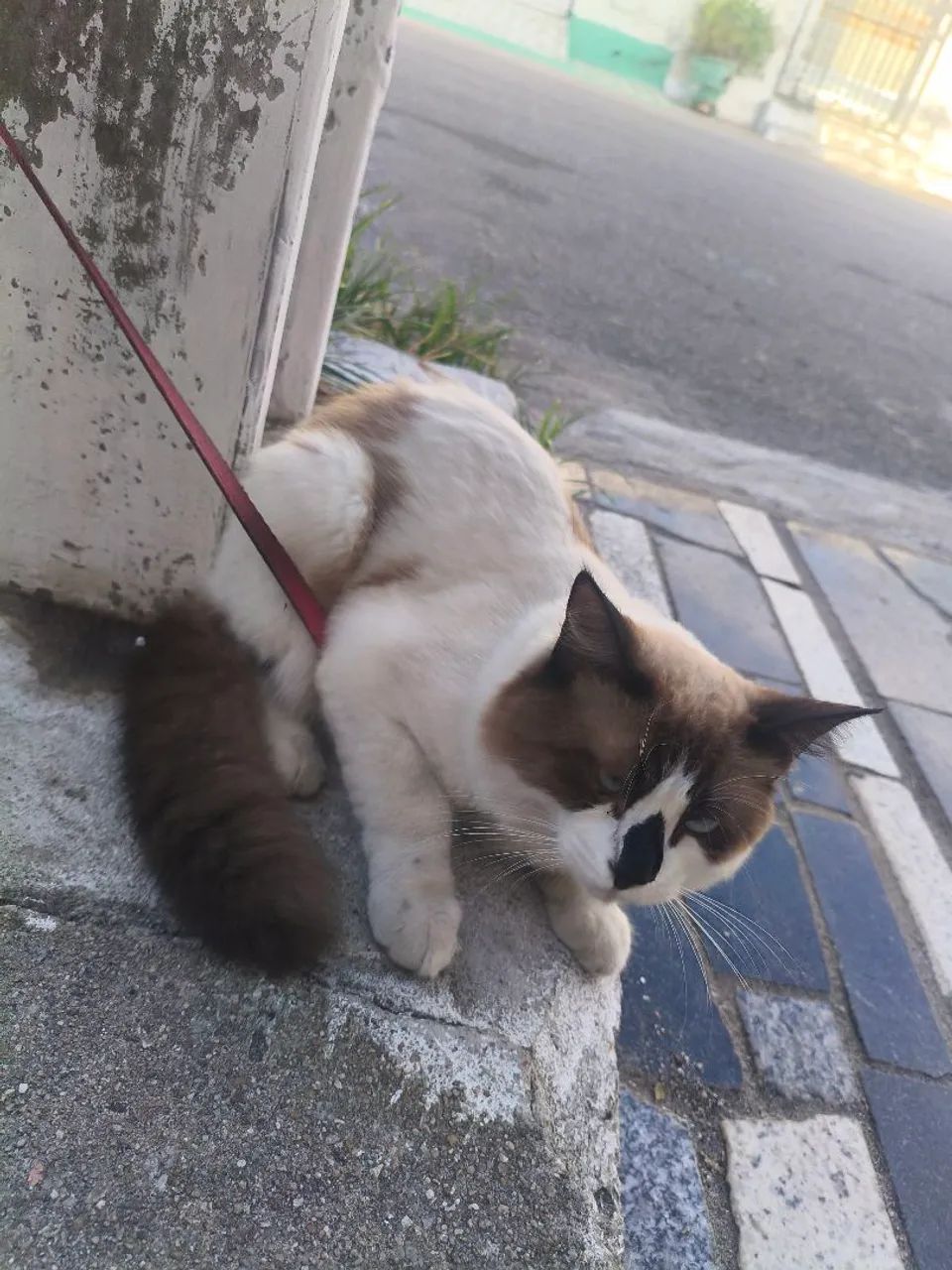 Gato 