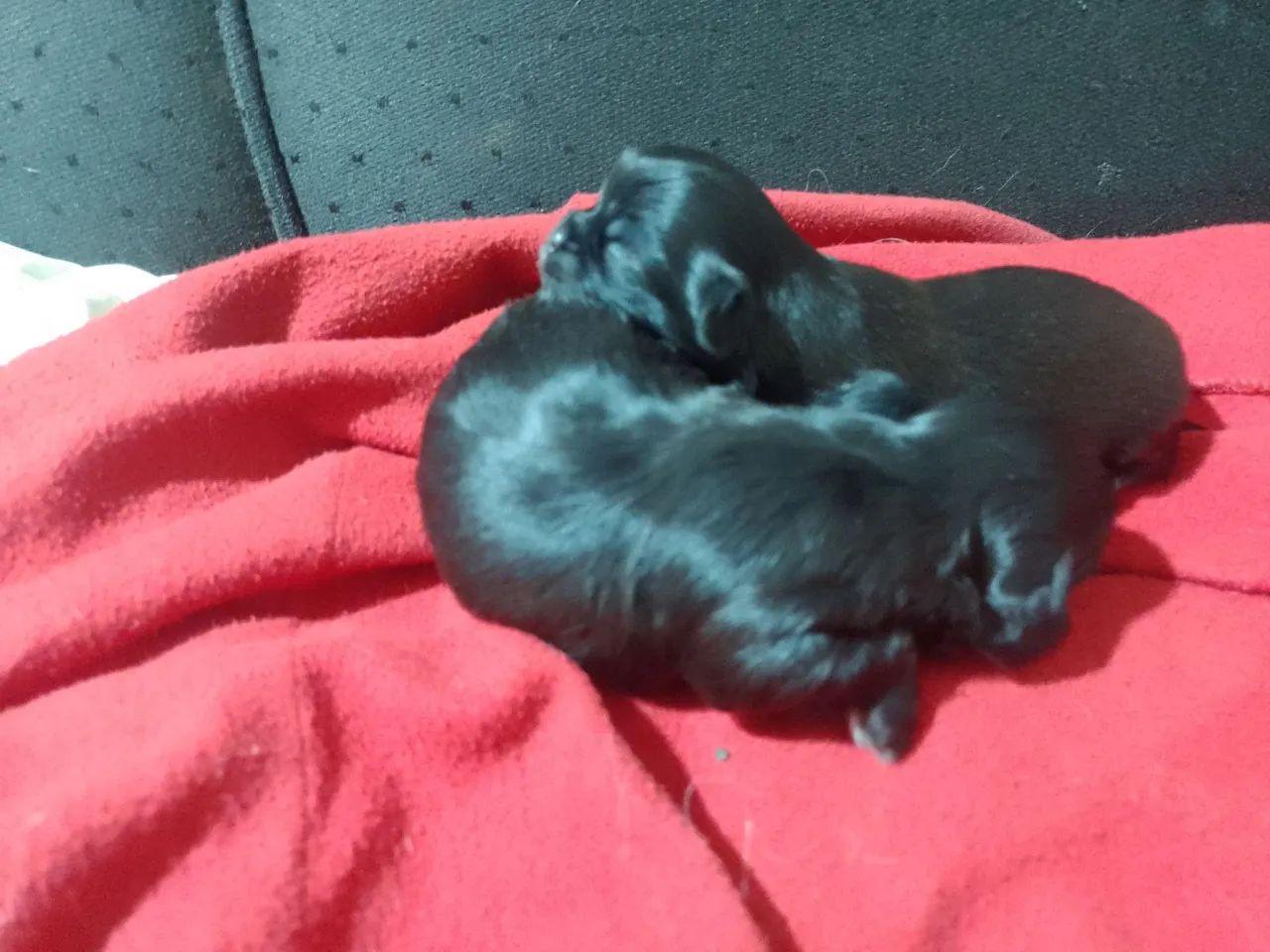 Cachorro  - Foto 4