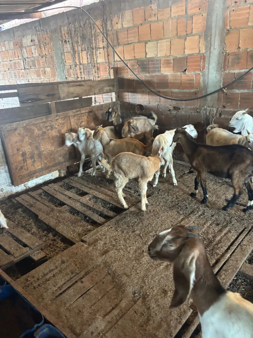 Cabrito e cabrita  - Foto 4