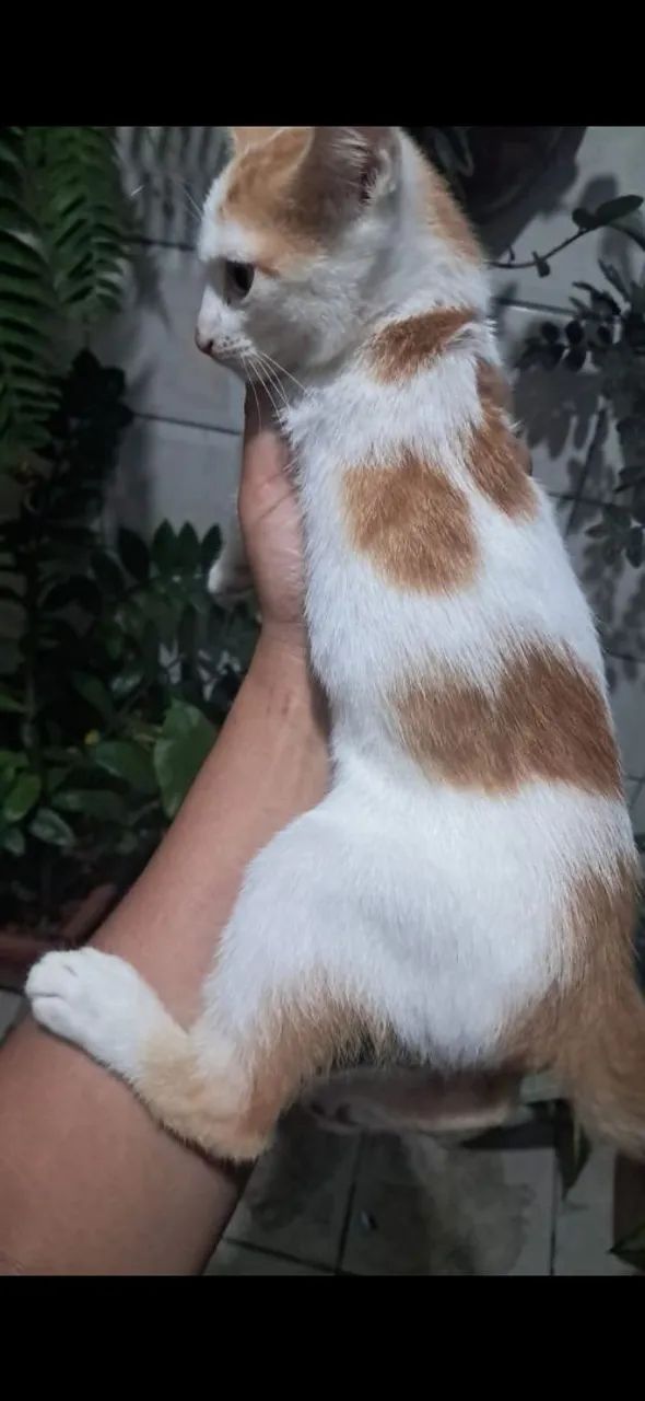 Gato para adoção responsável 