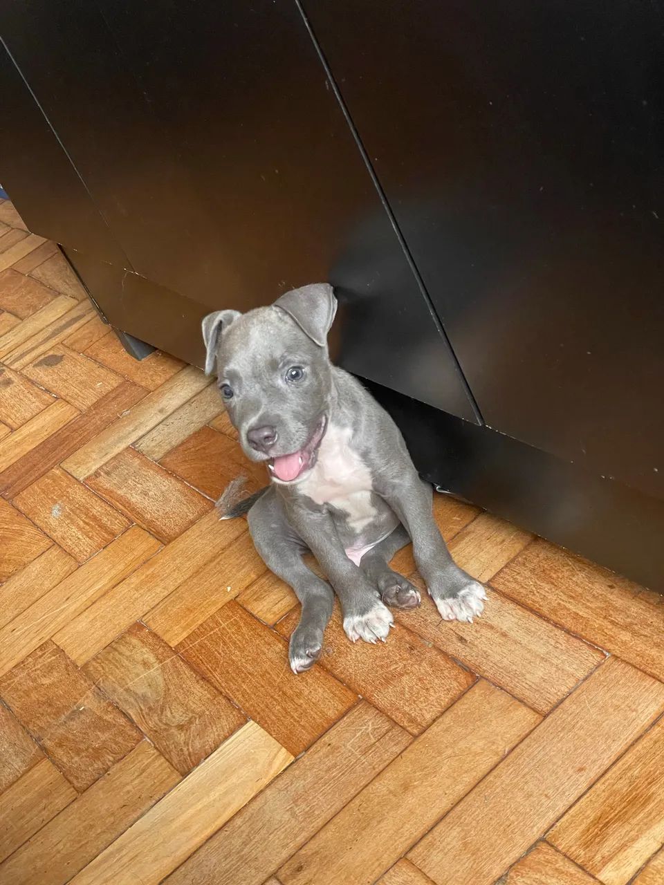 Cachorro Filhote Pitbull Macho Blue Cinza - Foto 2