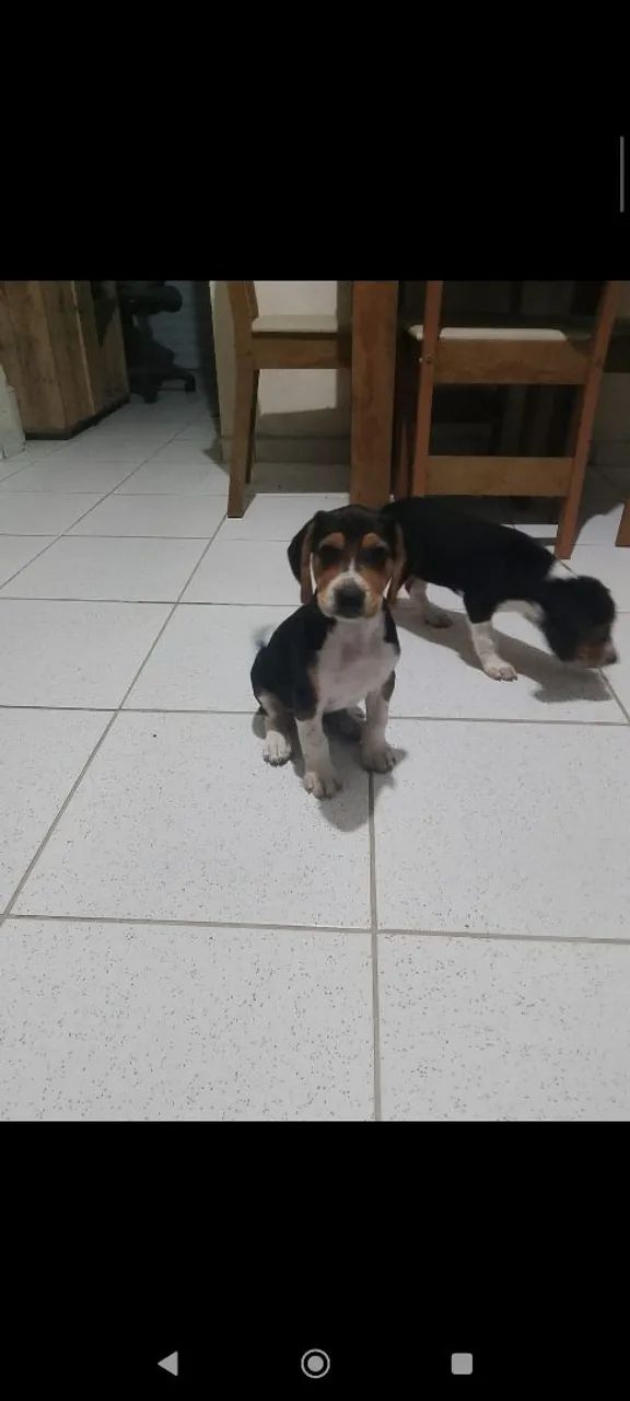 Vendo filhotes bigo com Fox Serrano - Foto 2