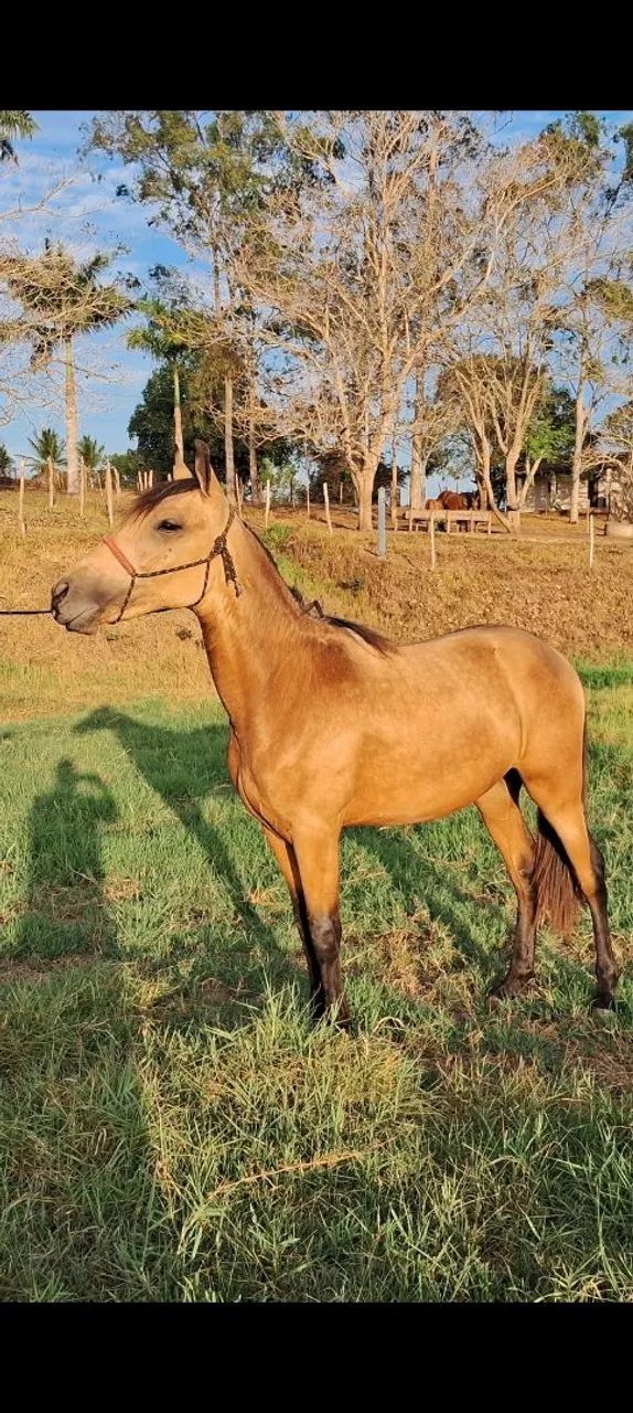 Cavalos, Éguas, Potros e Potras da raça Mangalarga Marchador