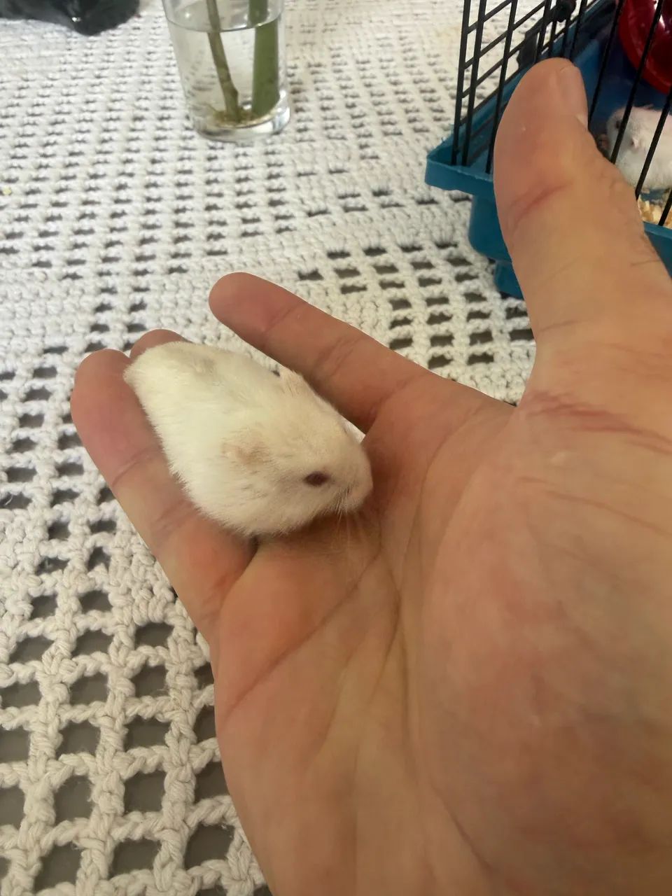 Filhotes Hamster Anao Russo - Foto 4