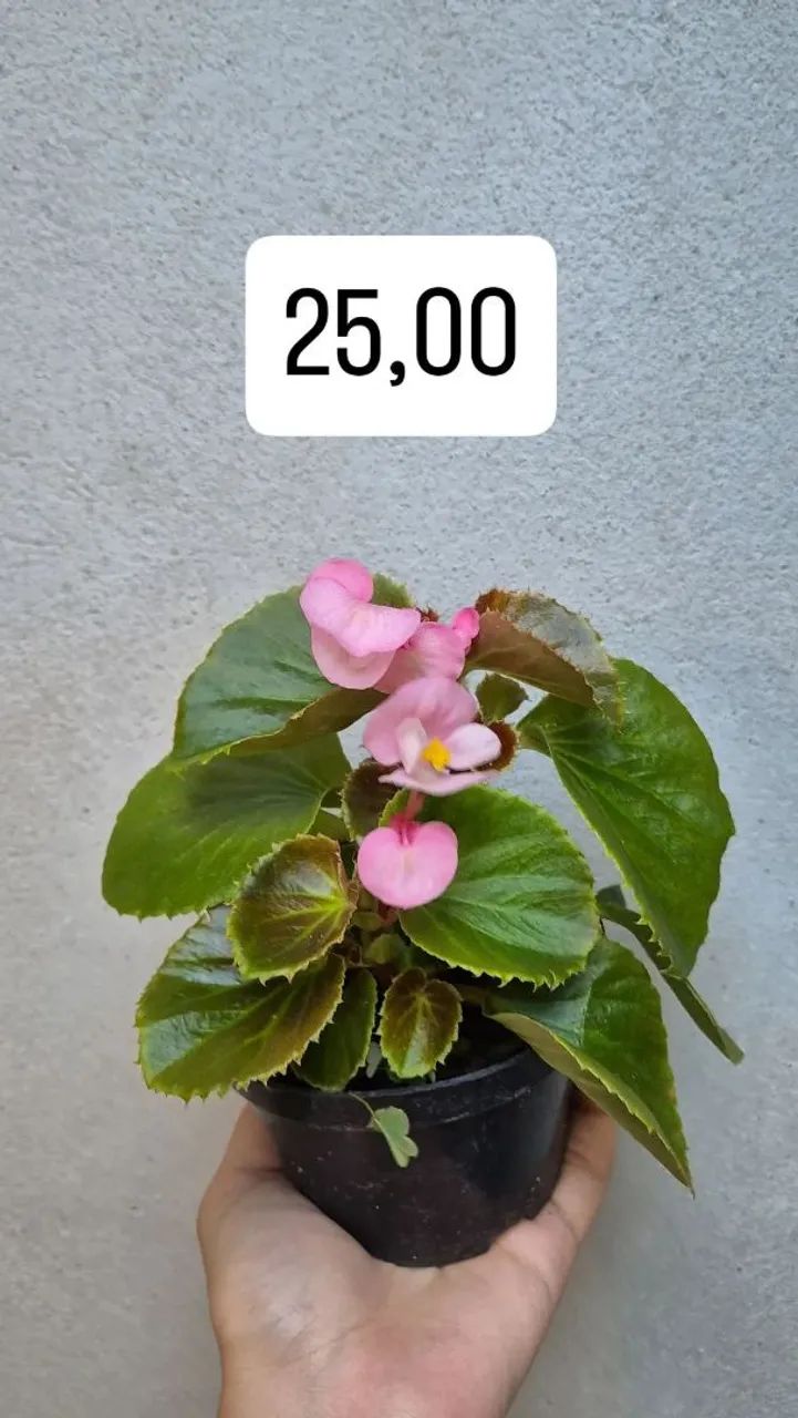 Mudas de plantas